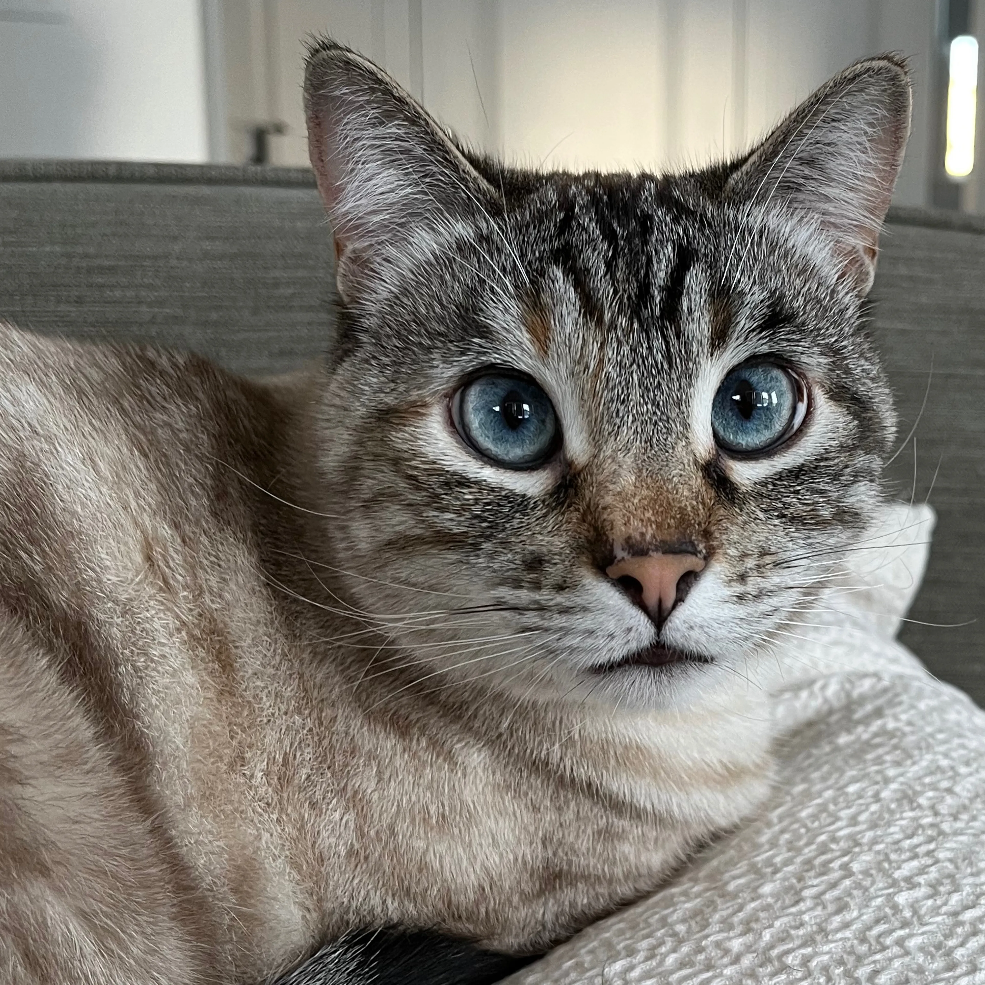 Lost pet-2