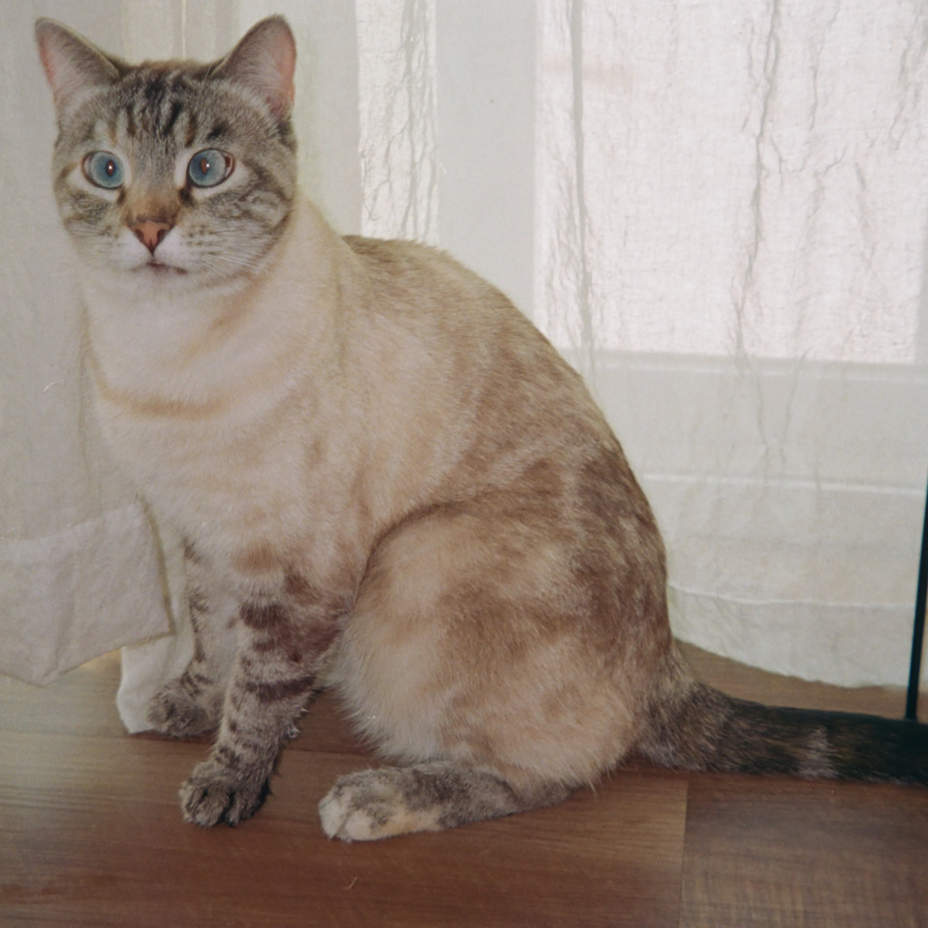 Lost pet-3