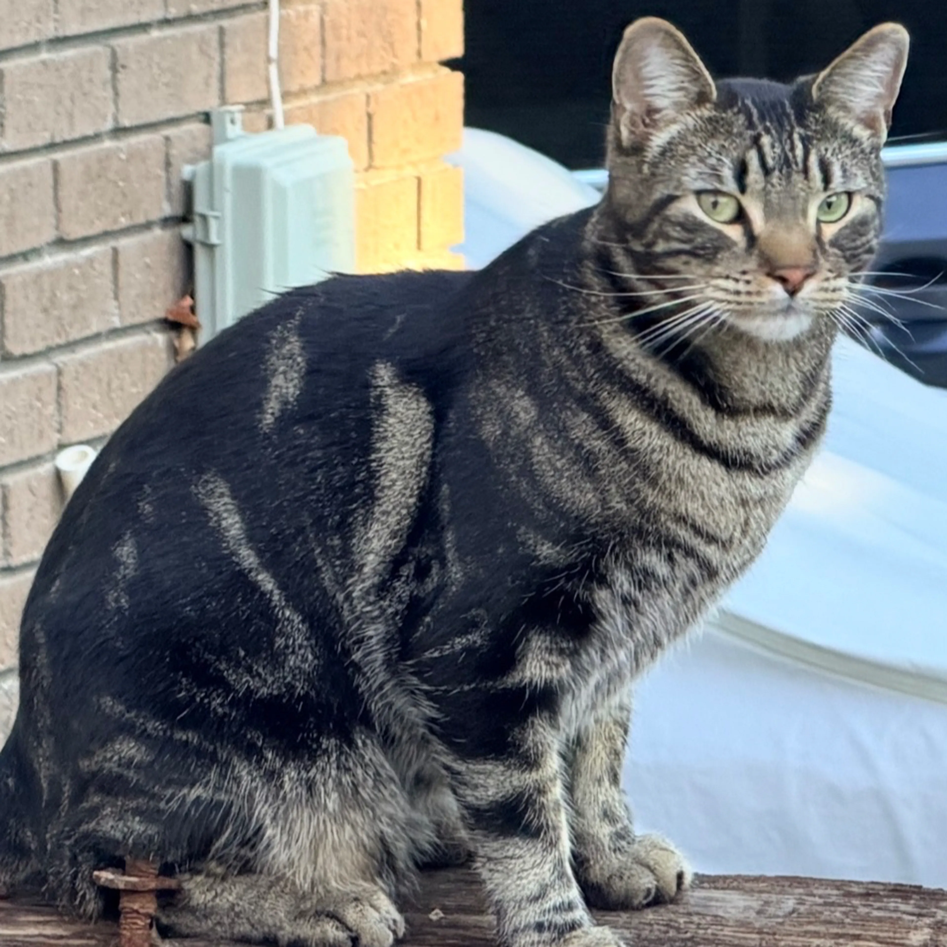 Lost pet-1