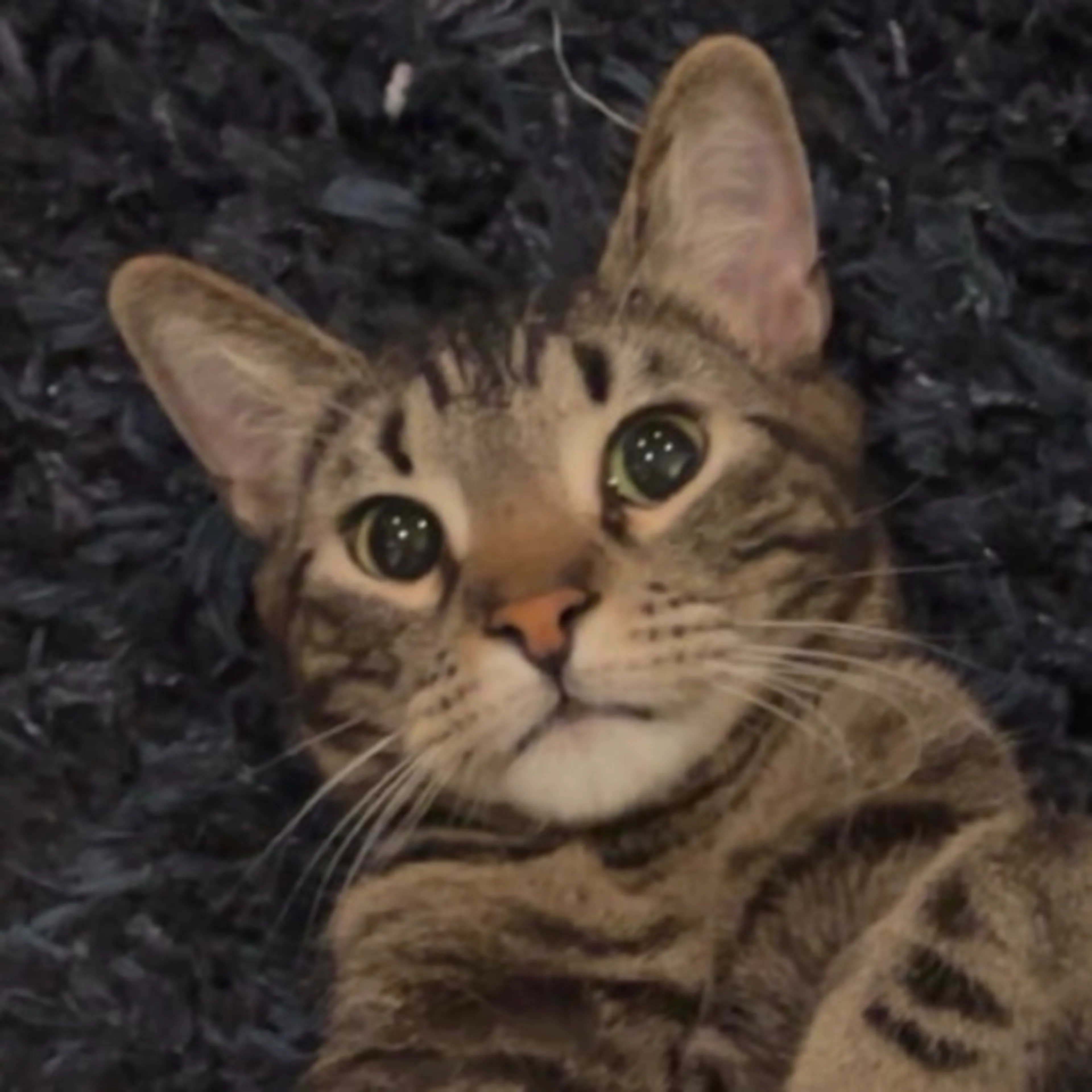 Lost pet-0