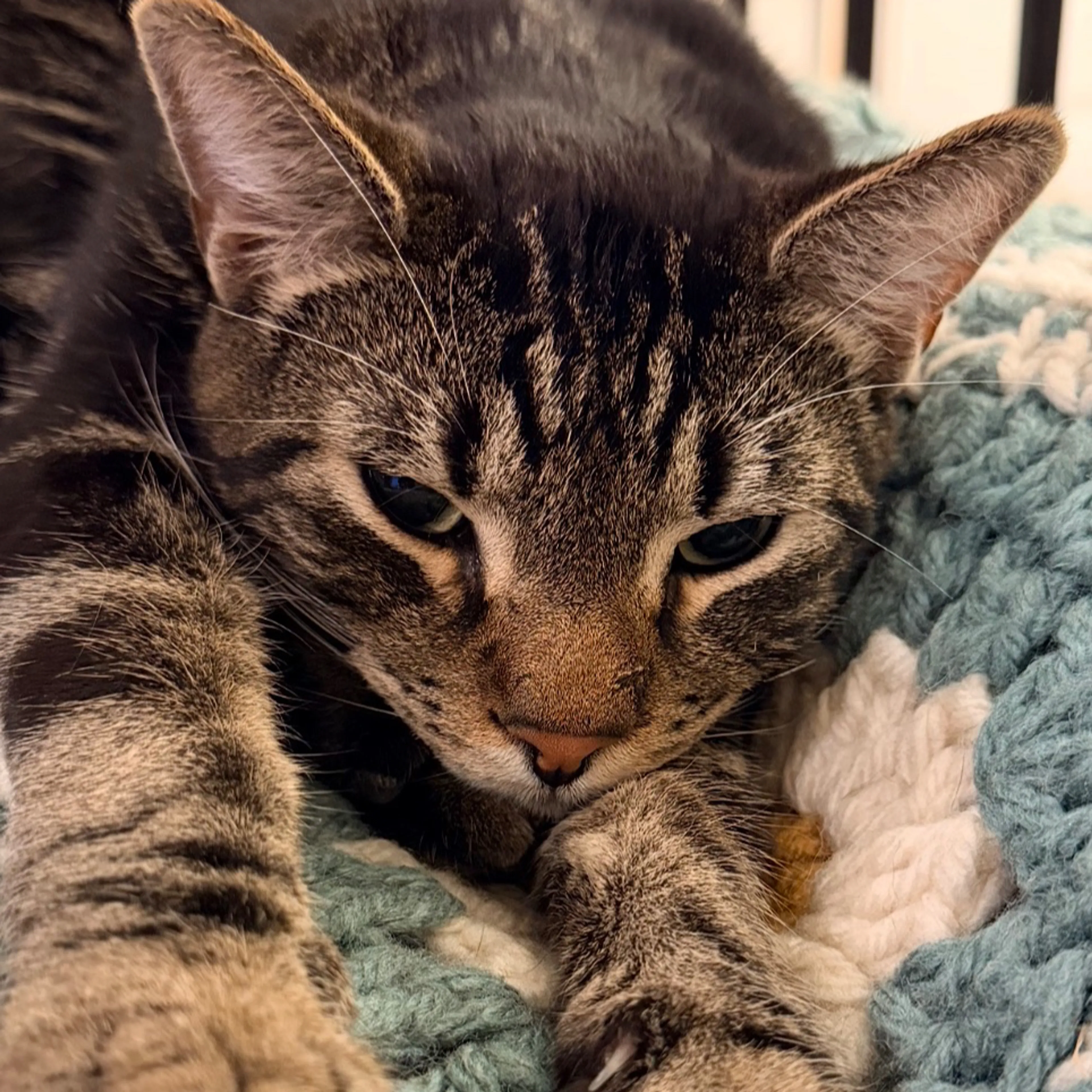 Lost pet-2