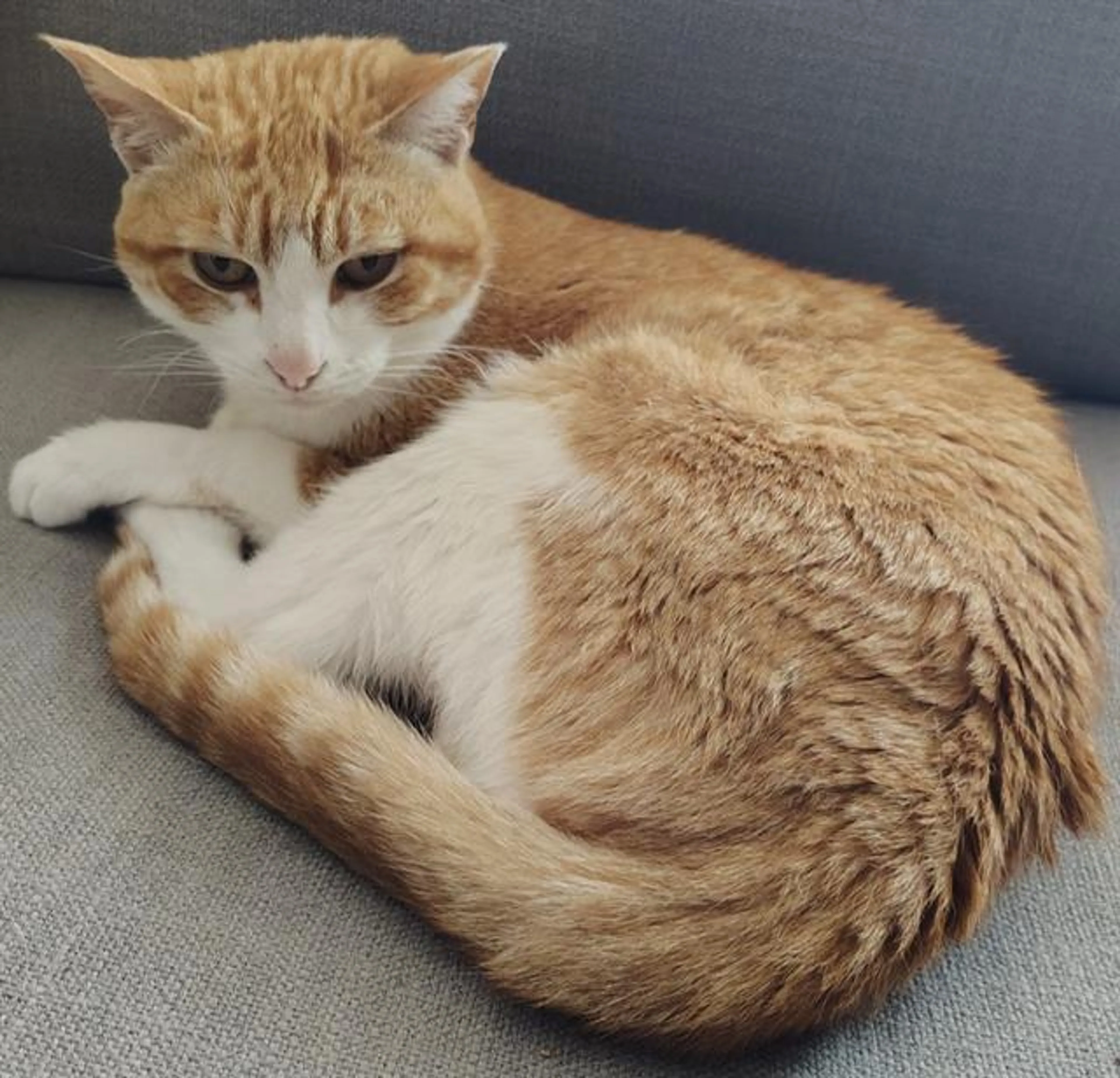 Found pet