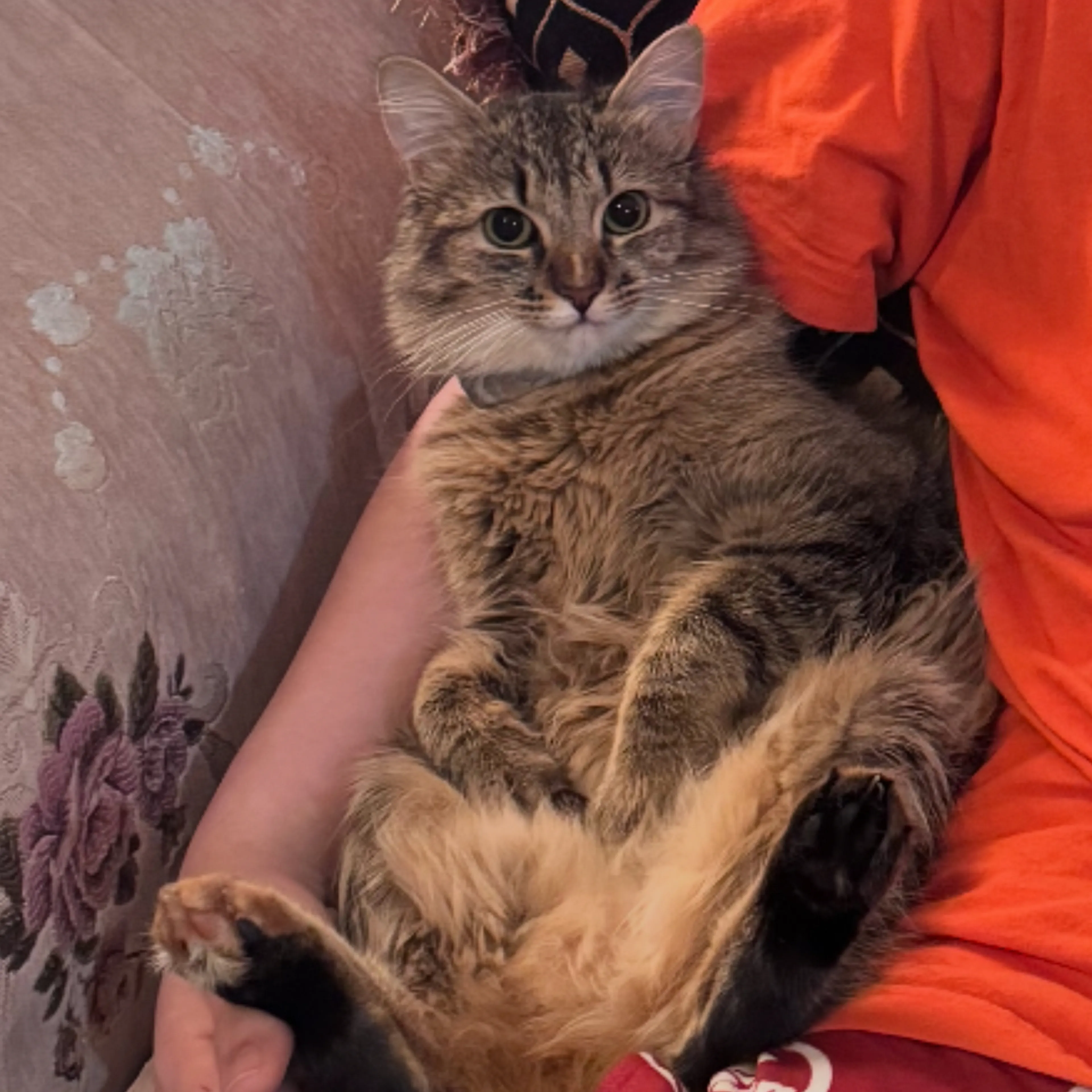 Lost pet-3