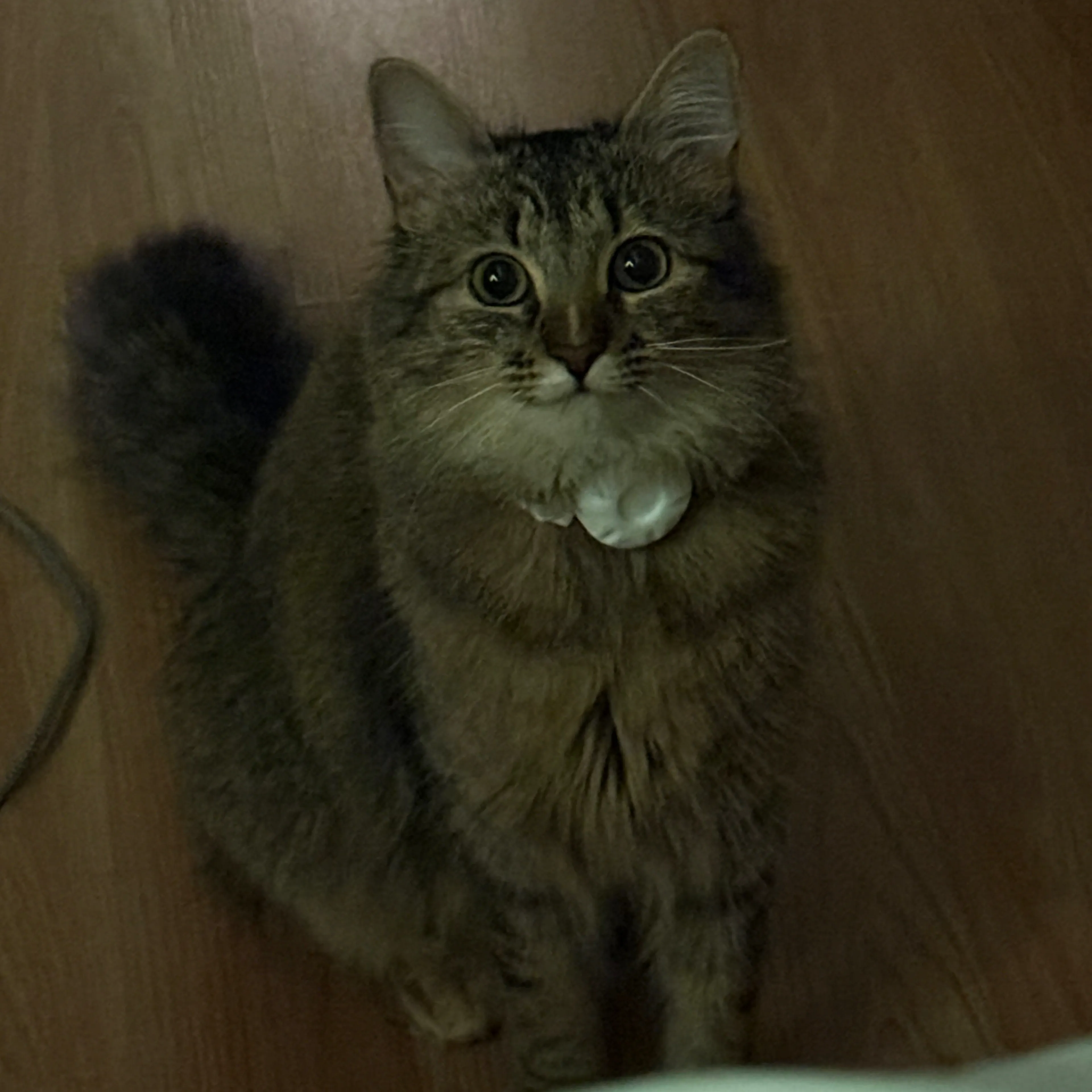 Lost pet-0