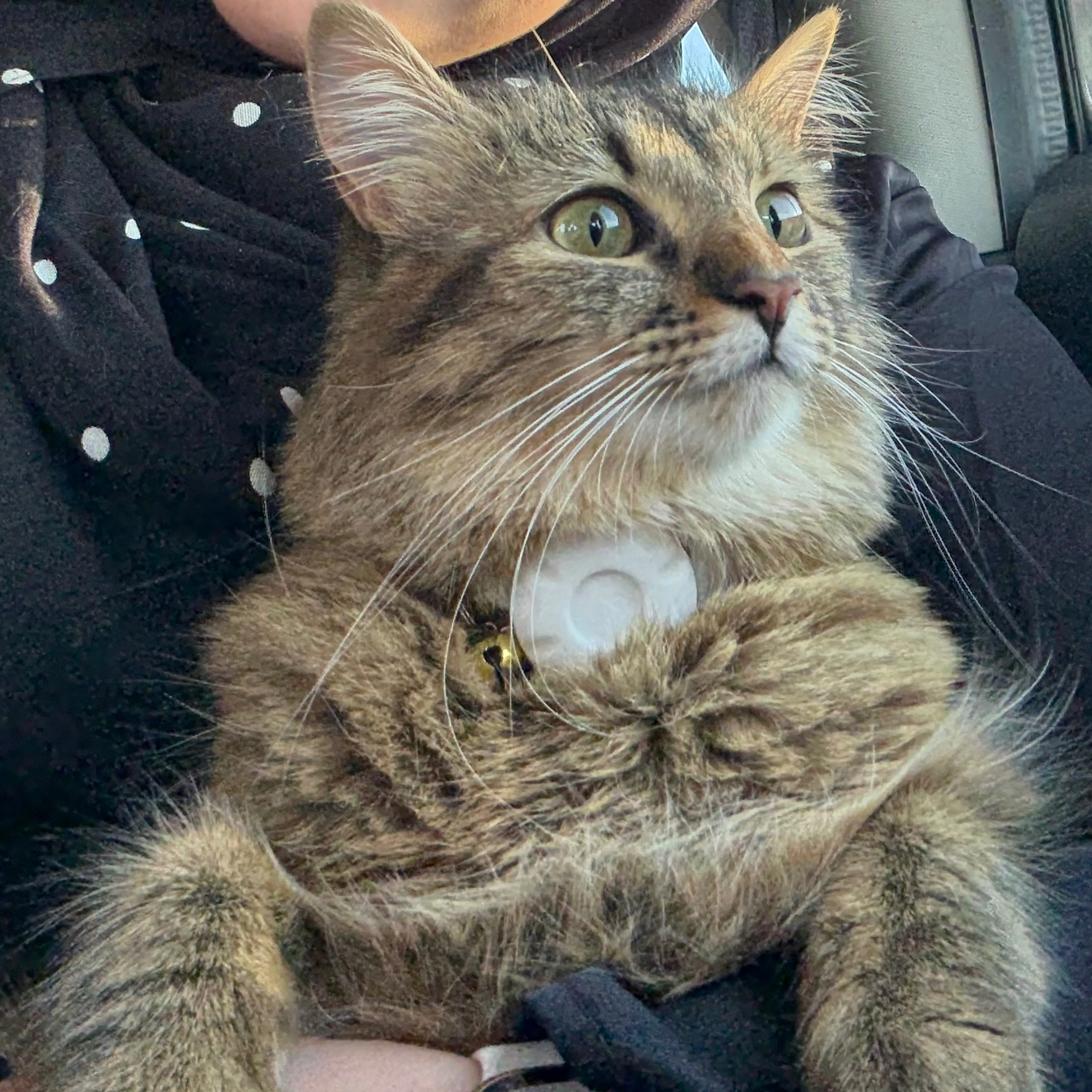 Lost pet-1