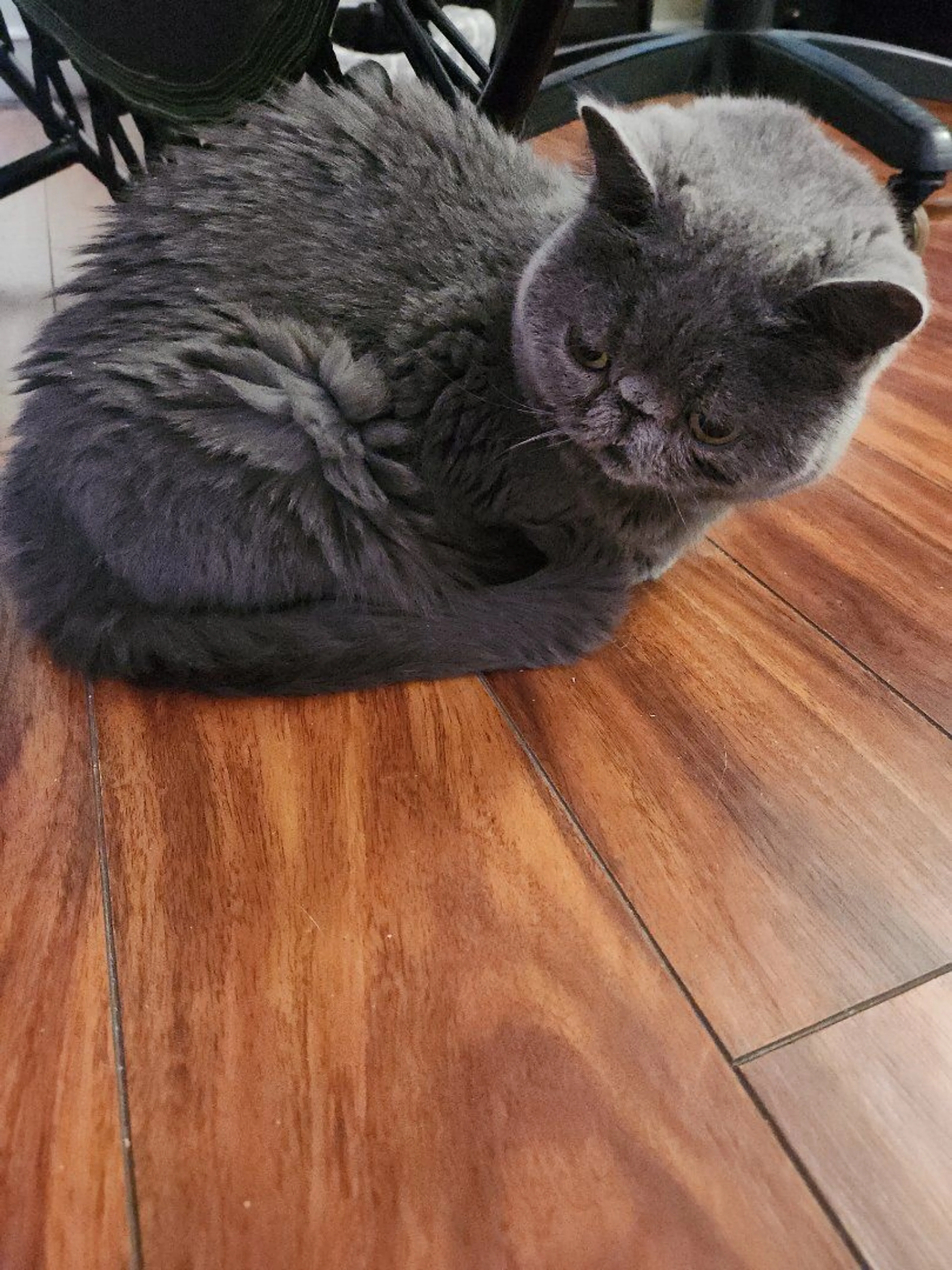 Lost pet