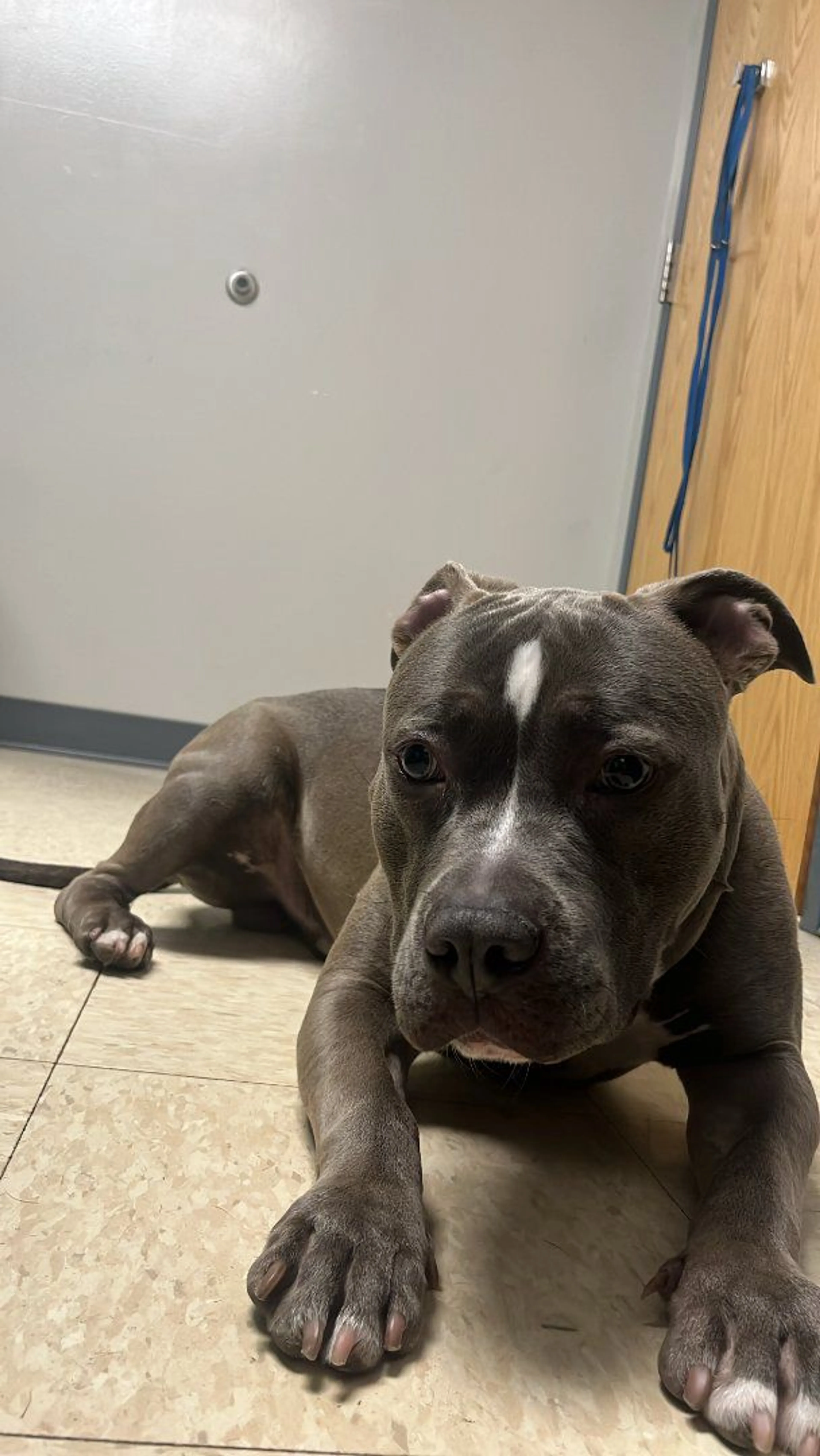 Lost pet