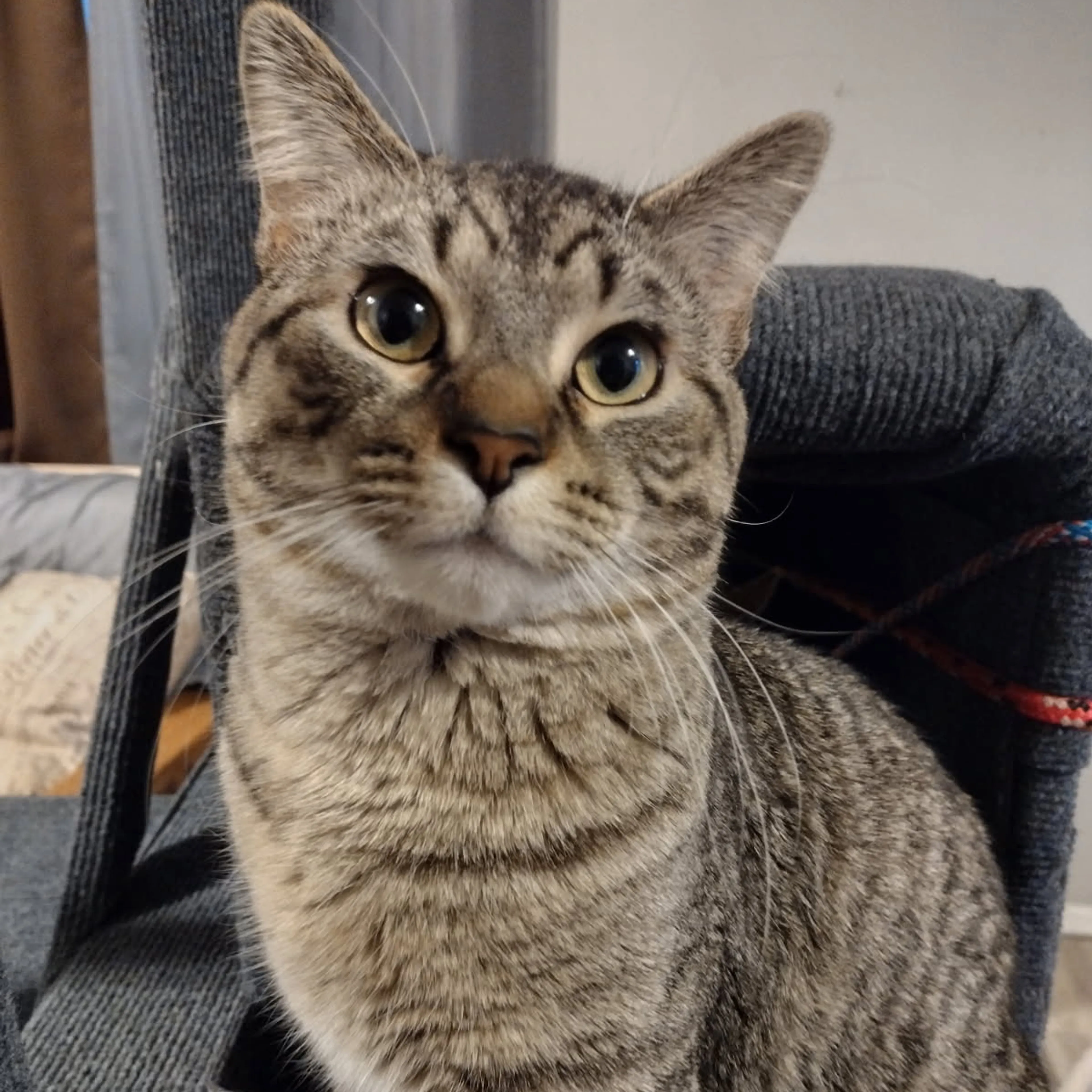 Lost pet-3