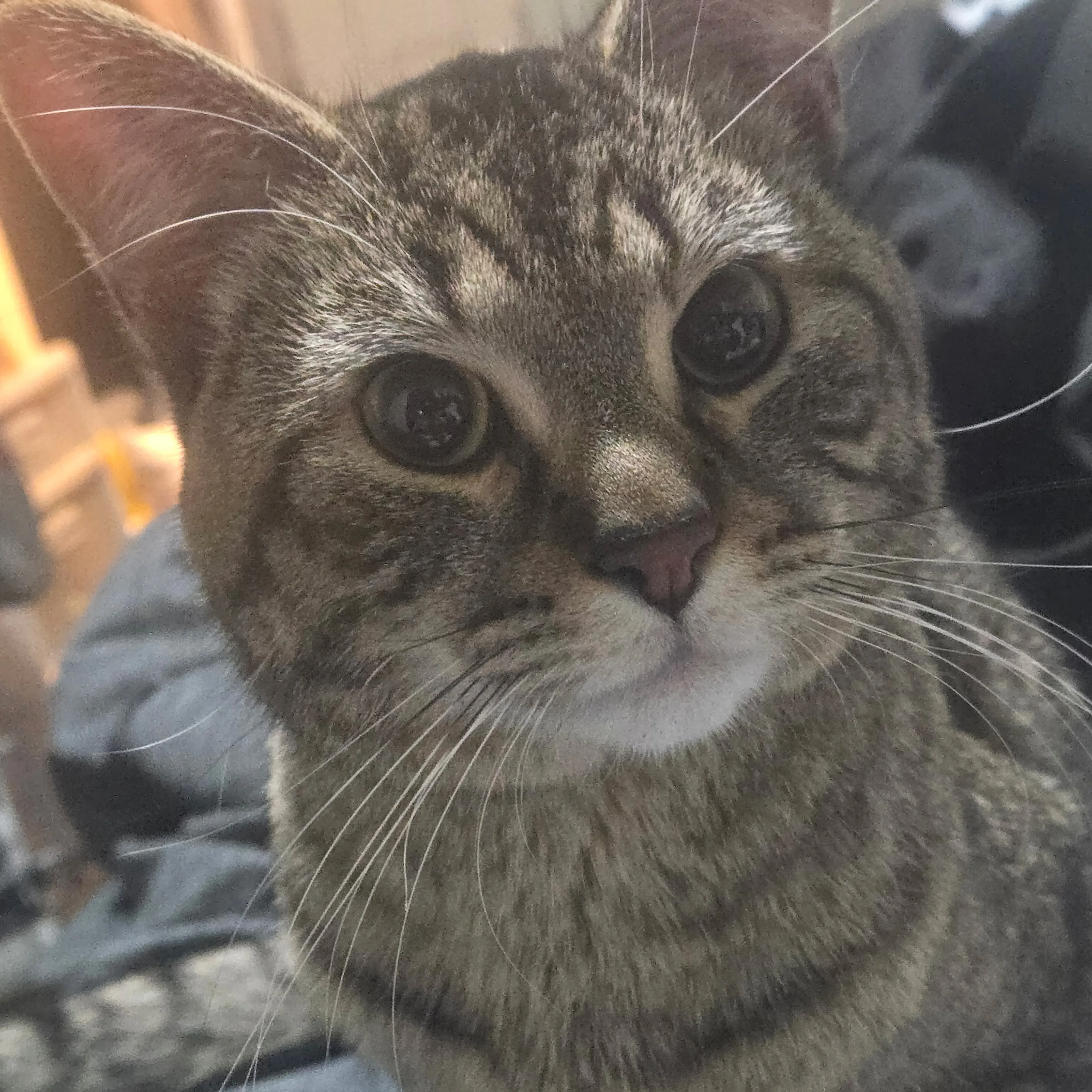 Lost pet-2
