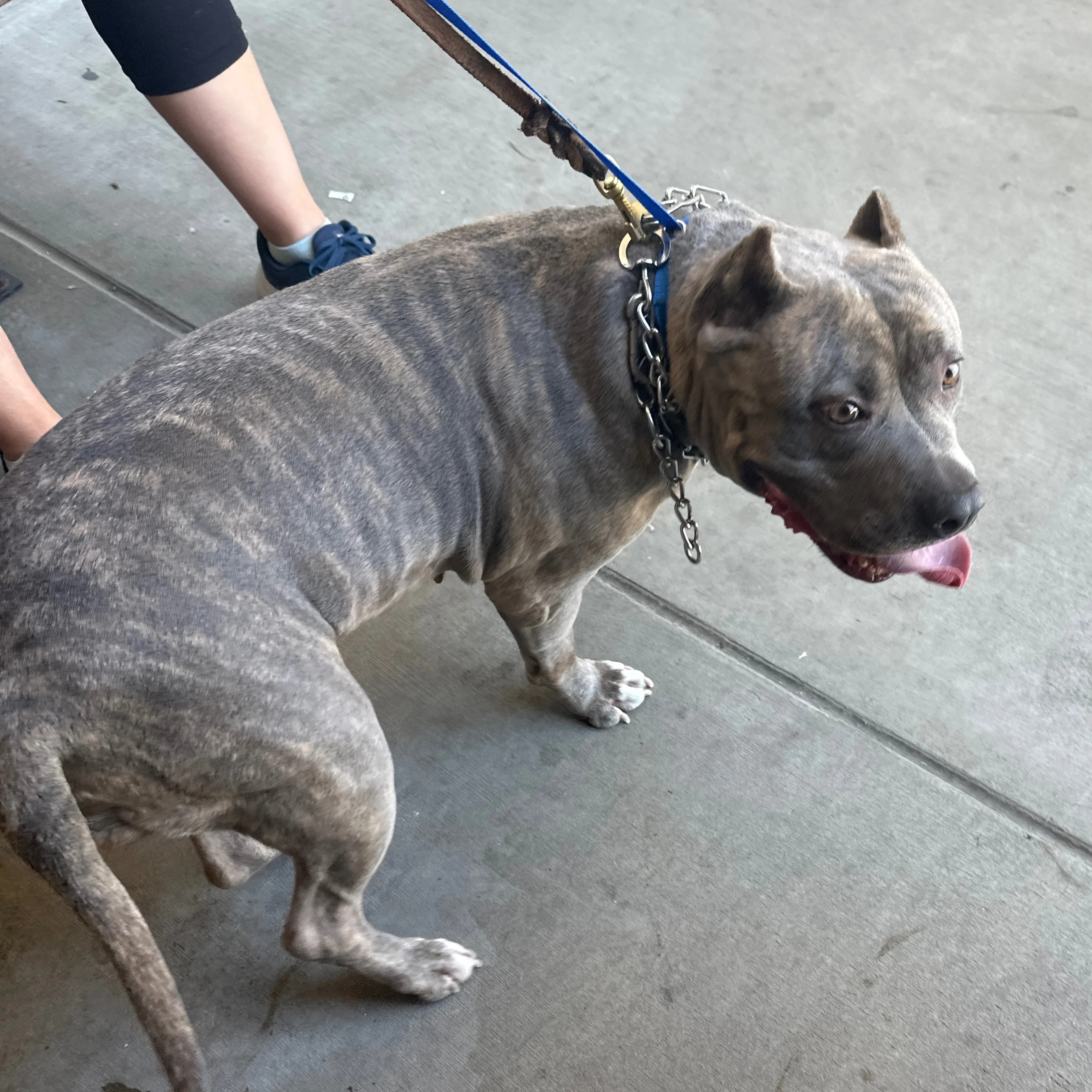 Found pet-1