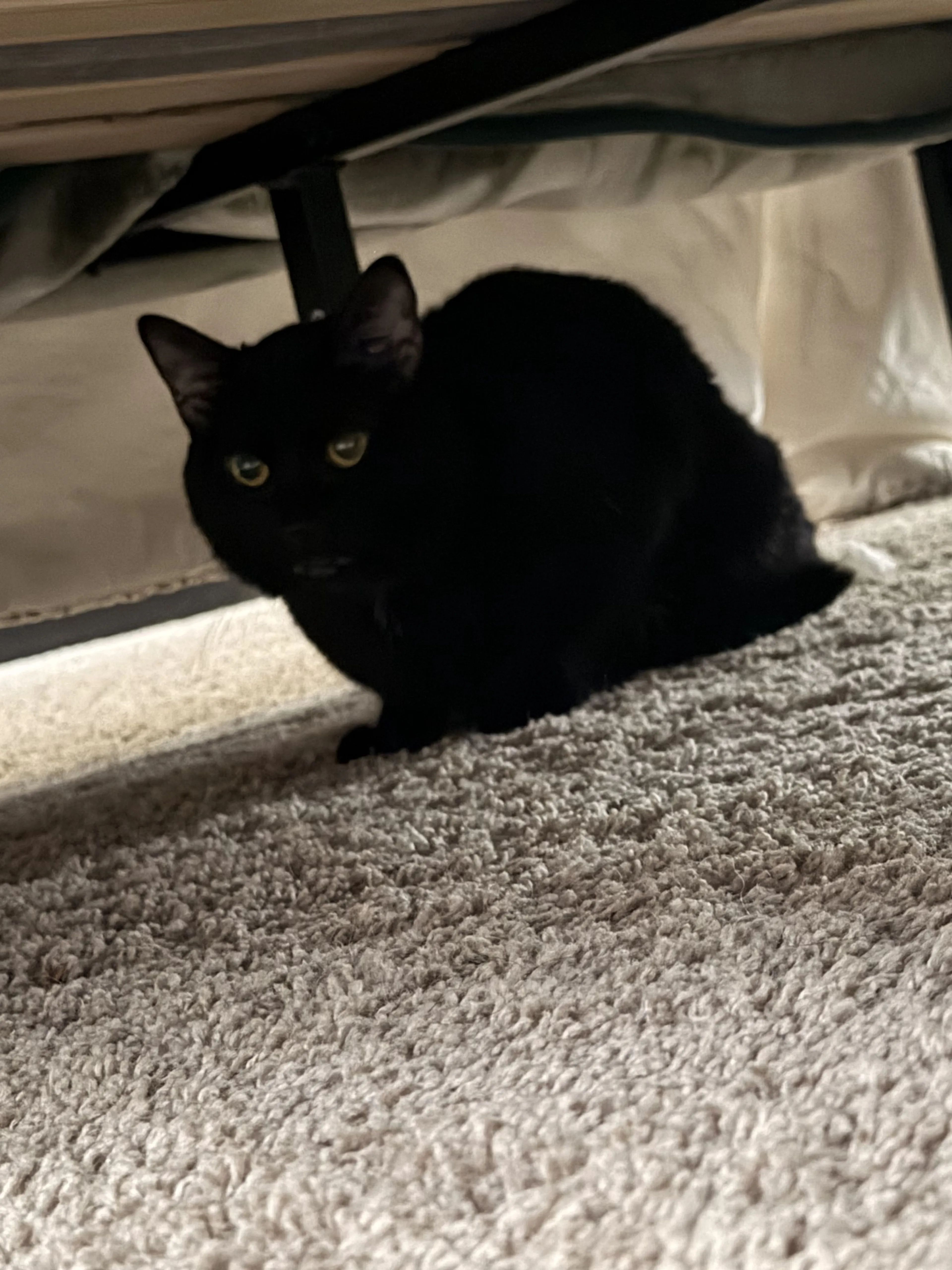 Lost pet-4