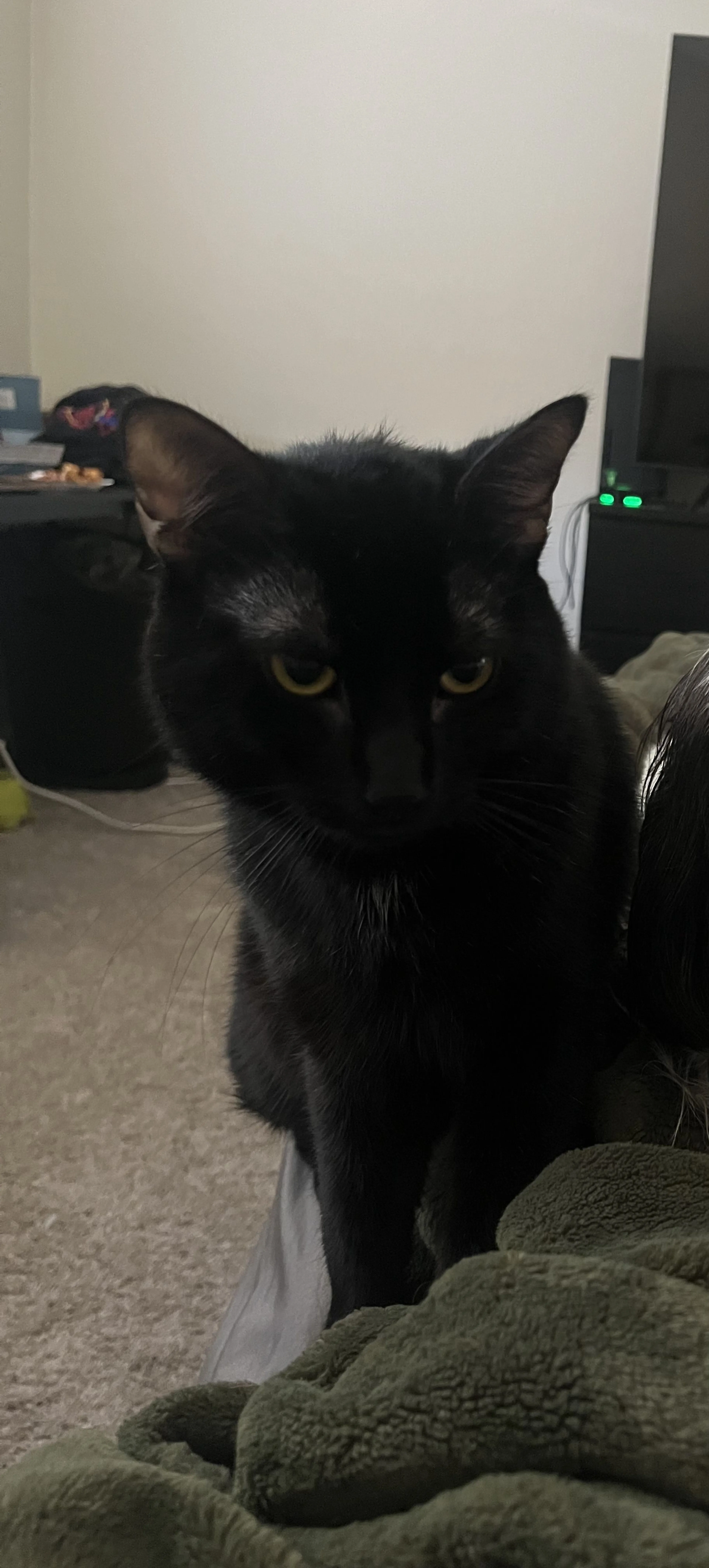Lost pet-0