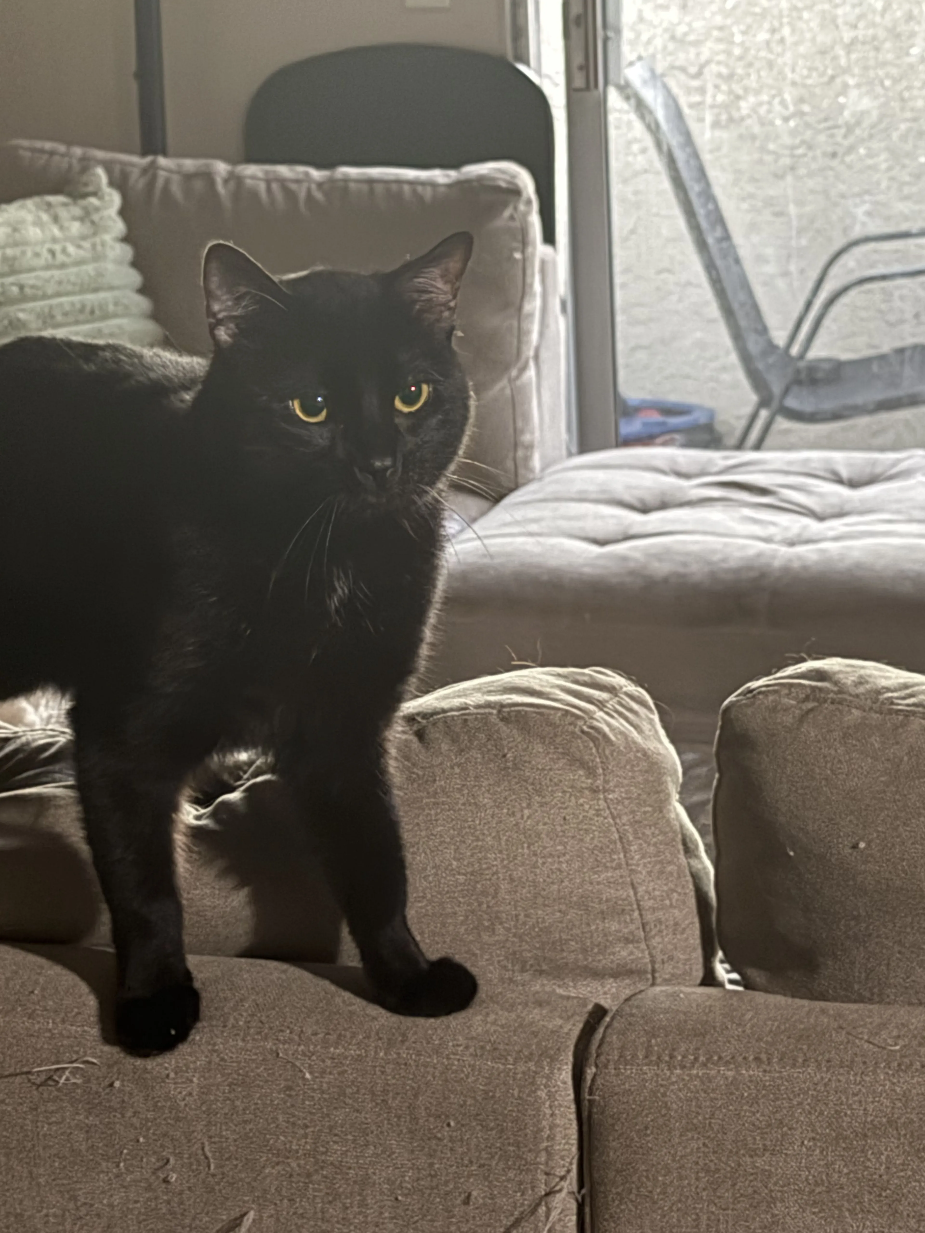 Lost pet-3
