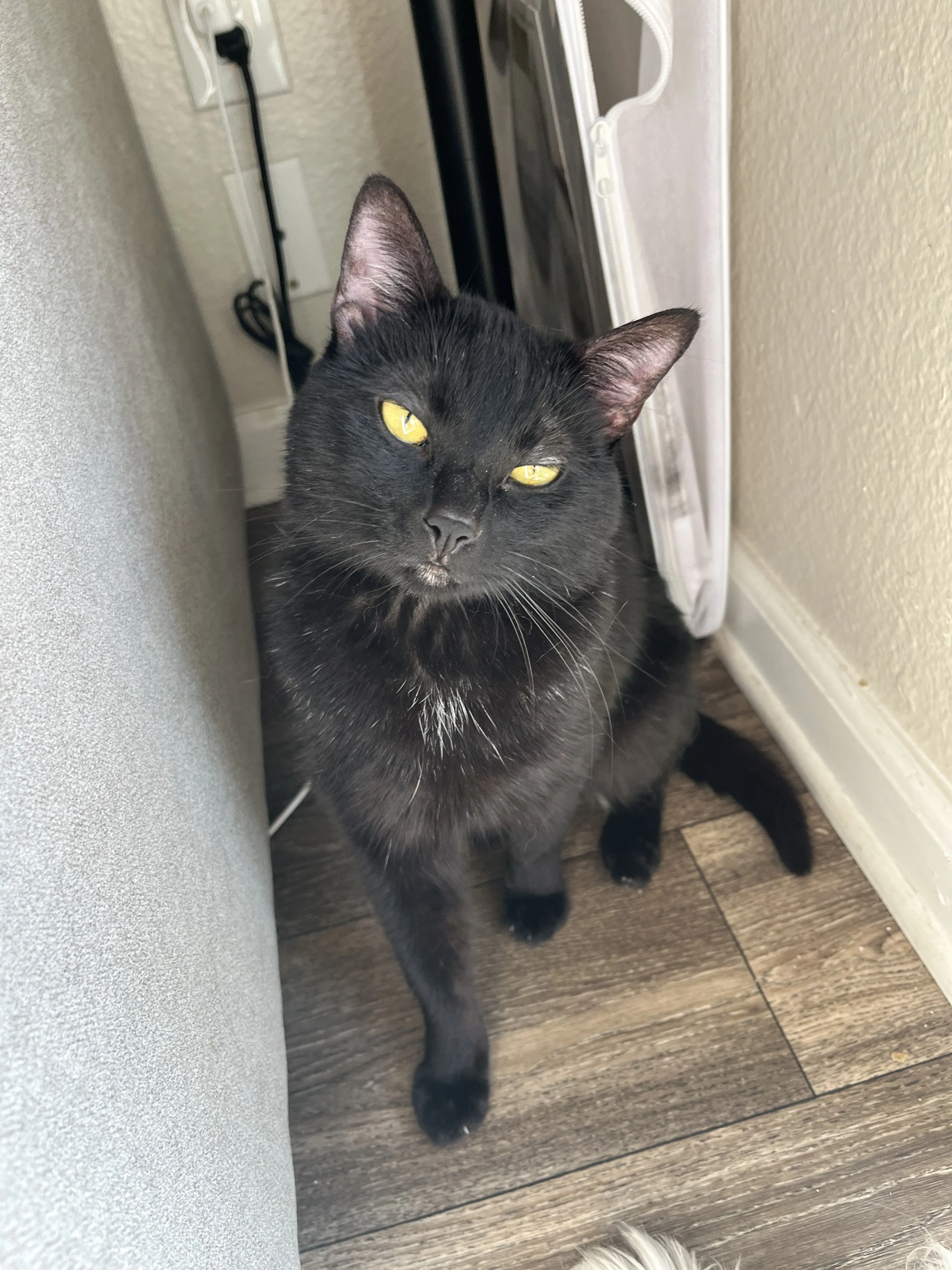 Lost pet-1