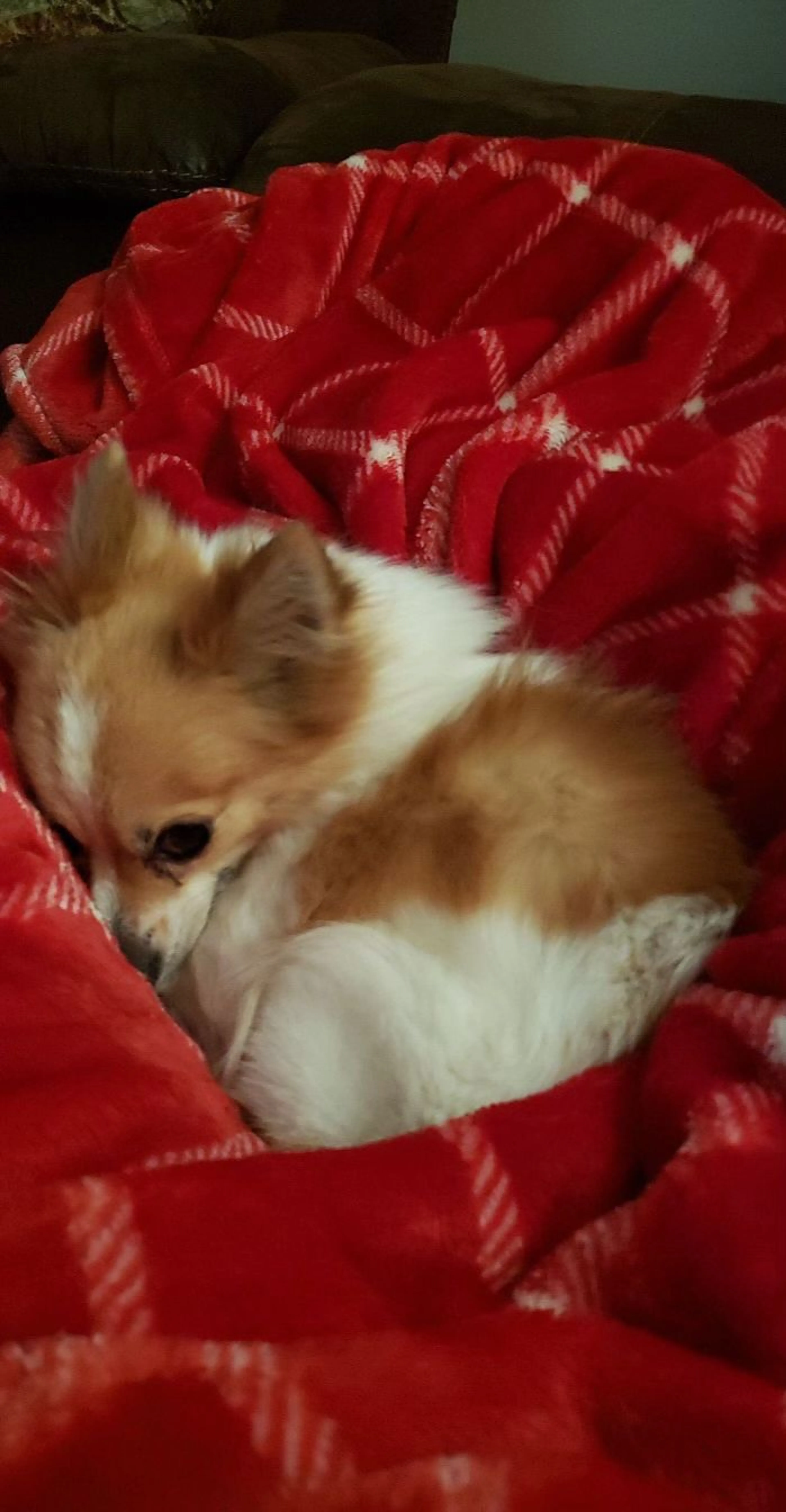 Lost pet