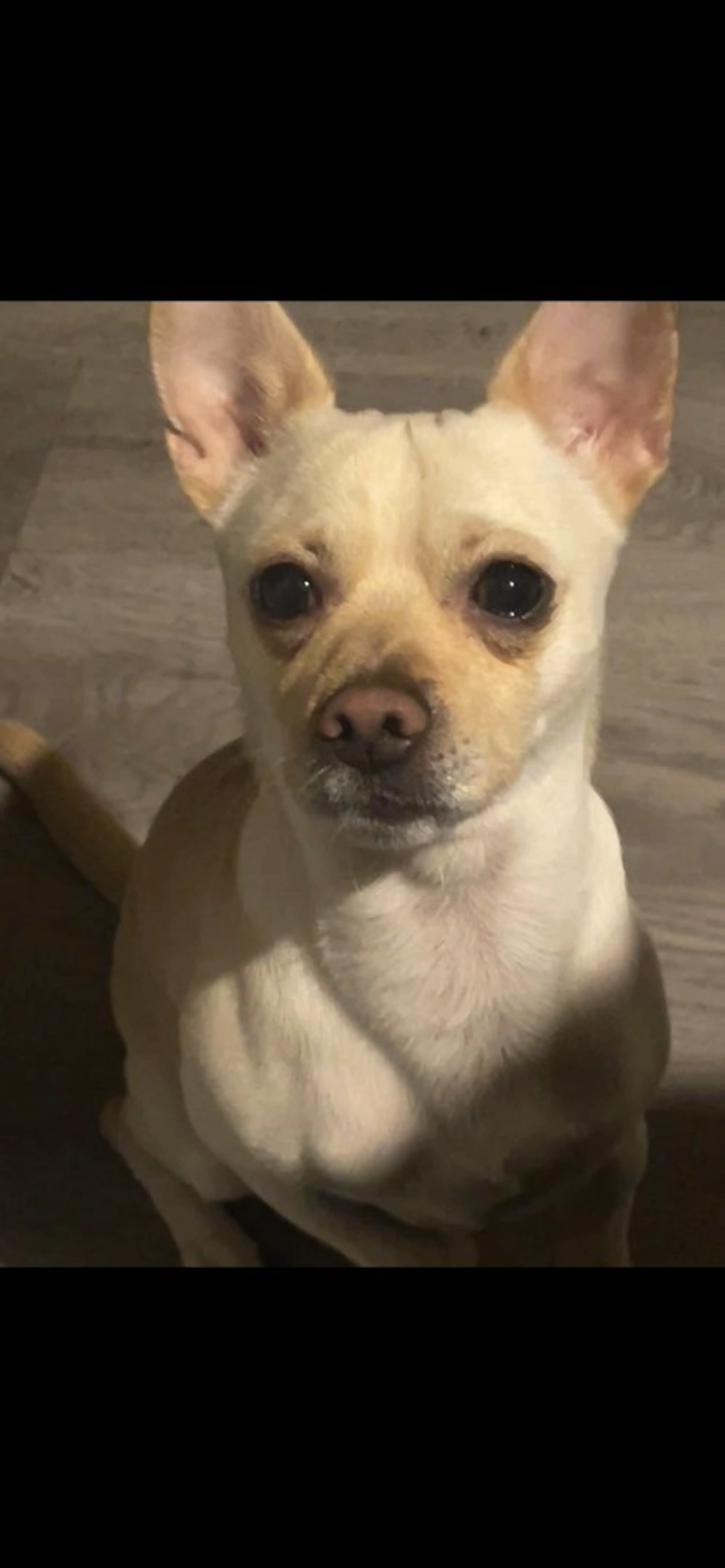 Lost pet-1