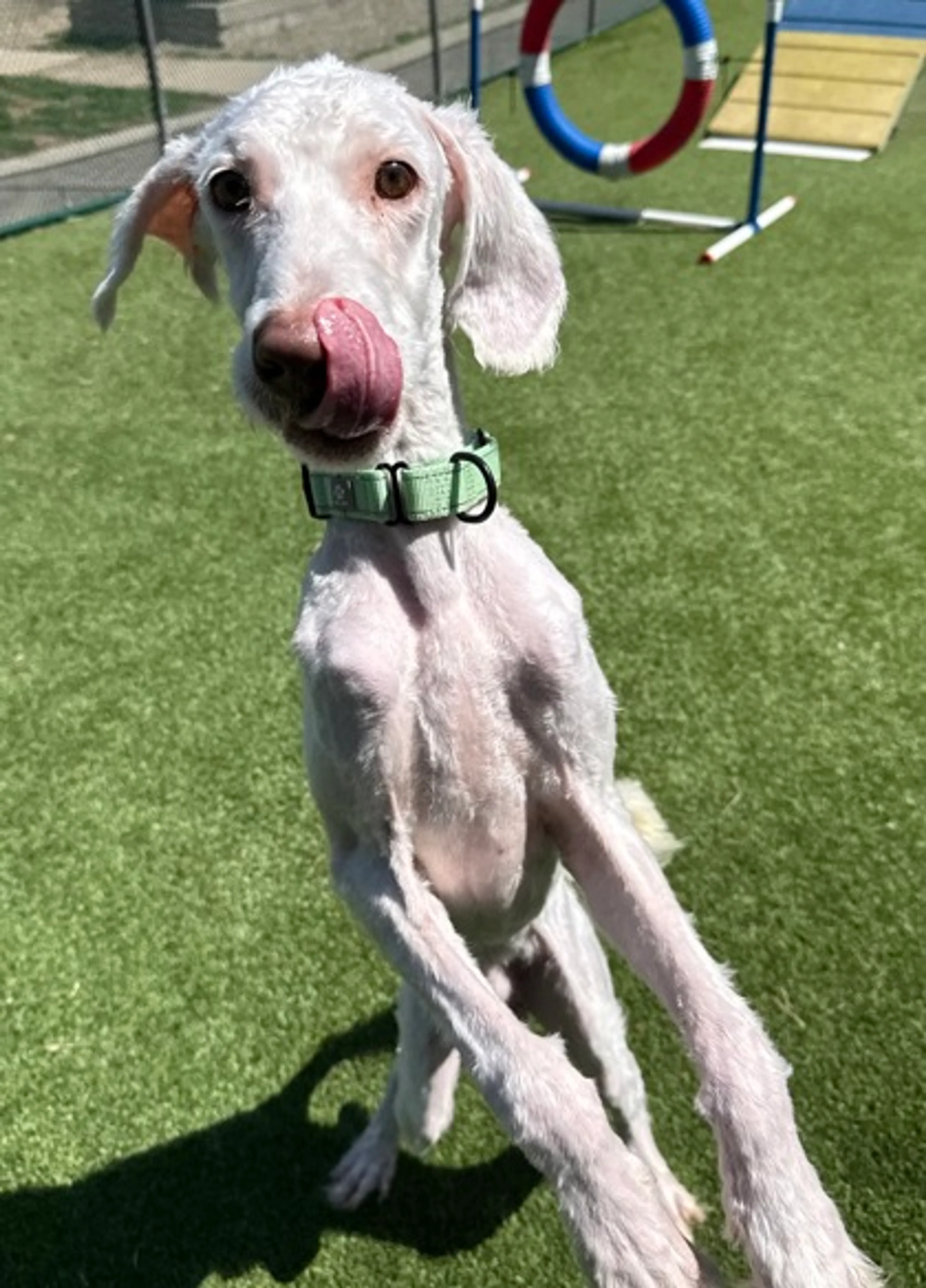 Found pet-2