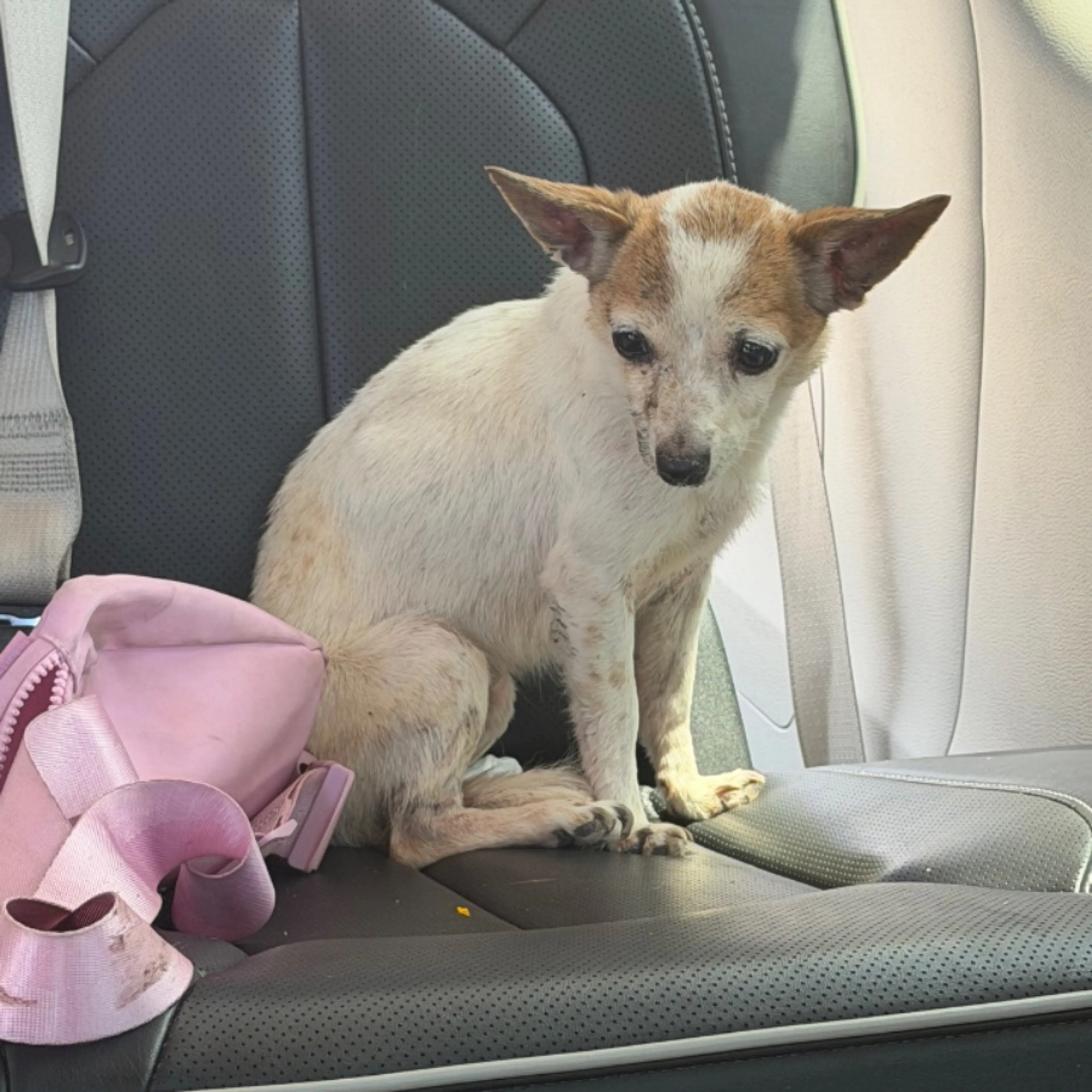 Found pet