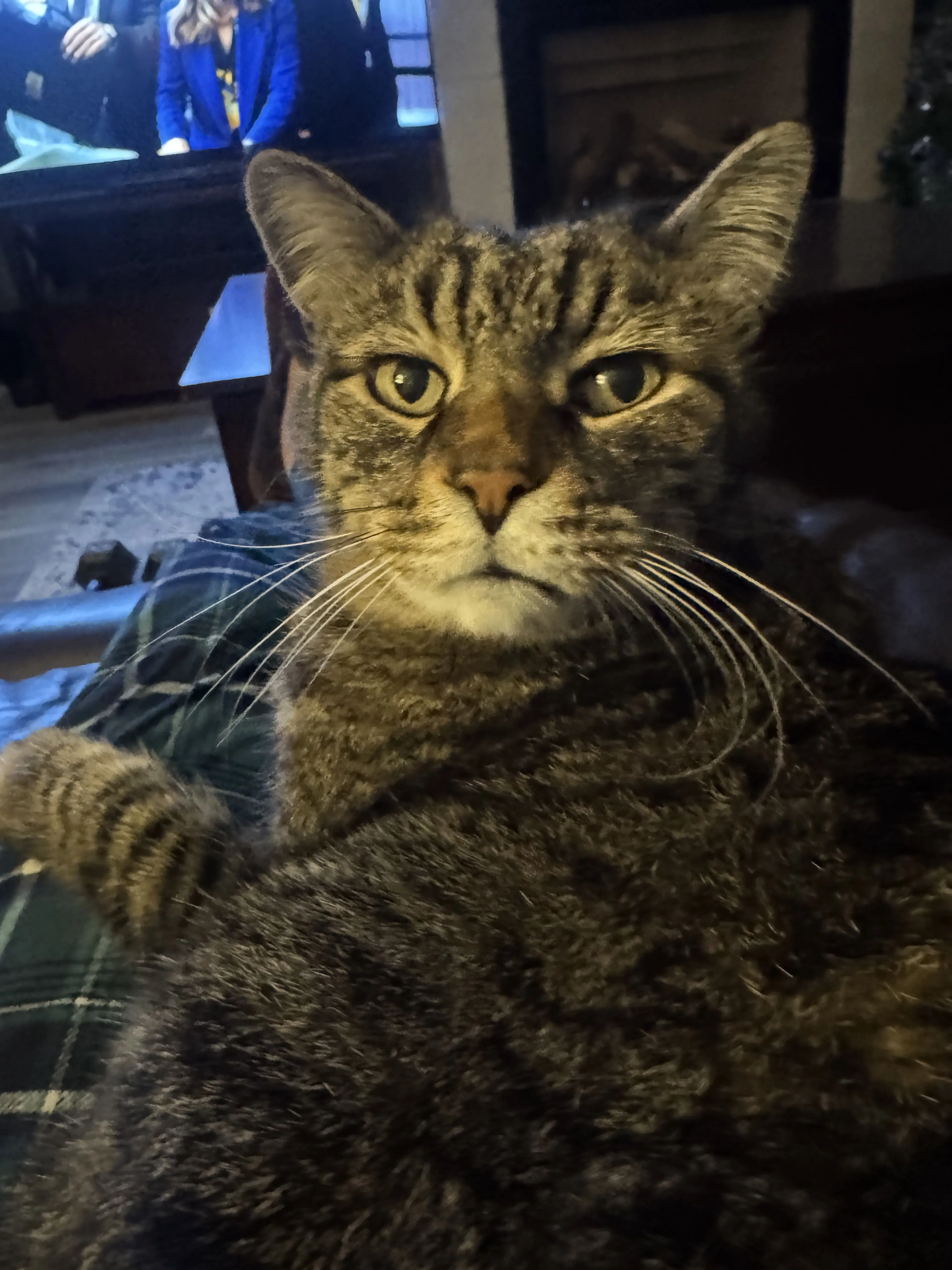 Lost pet