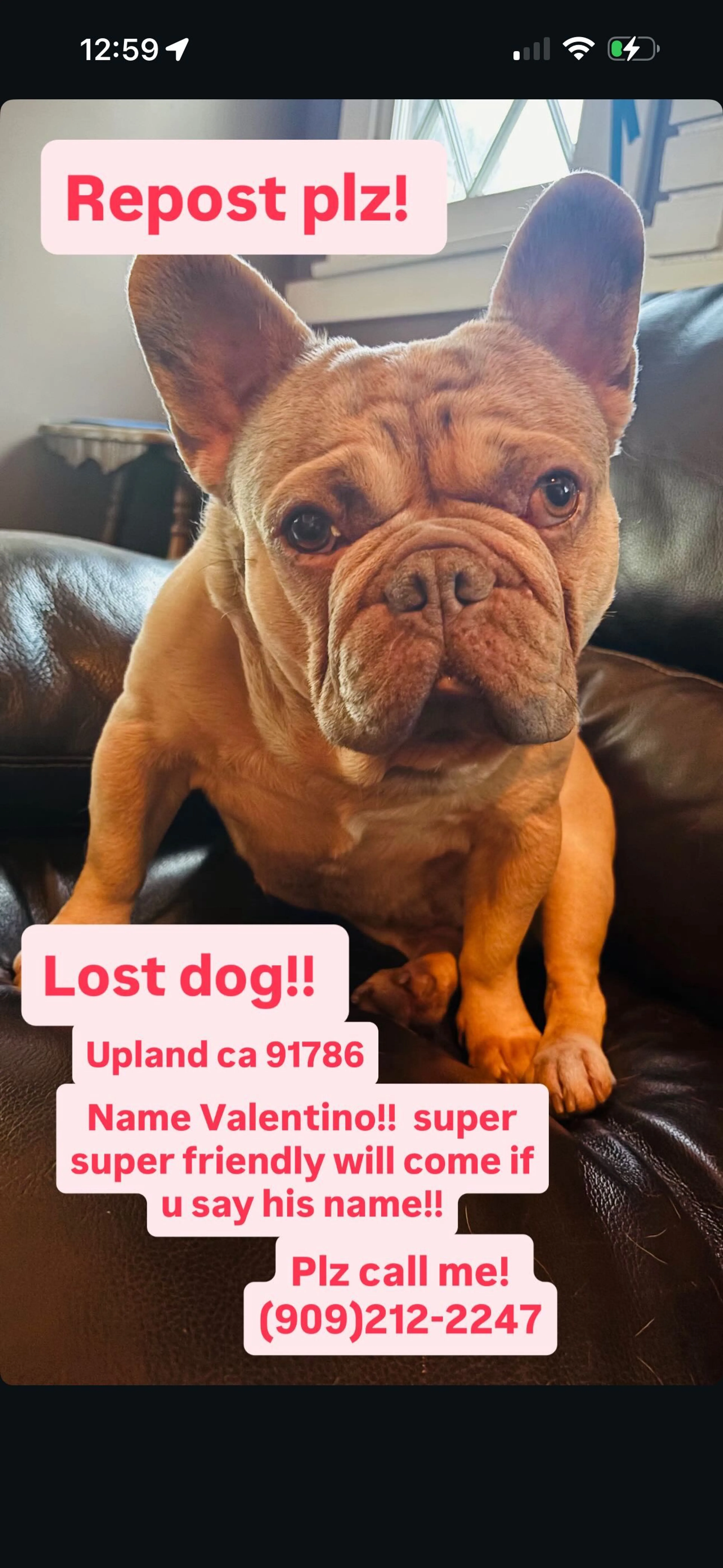 Lost pet