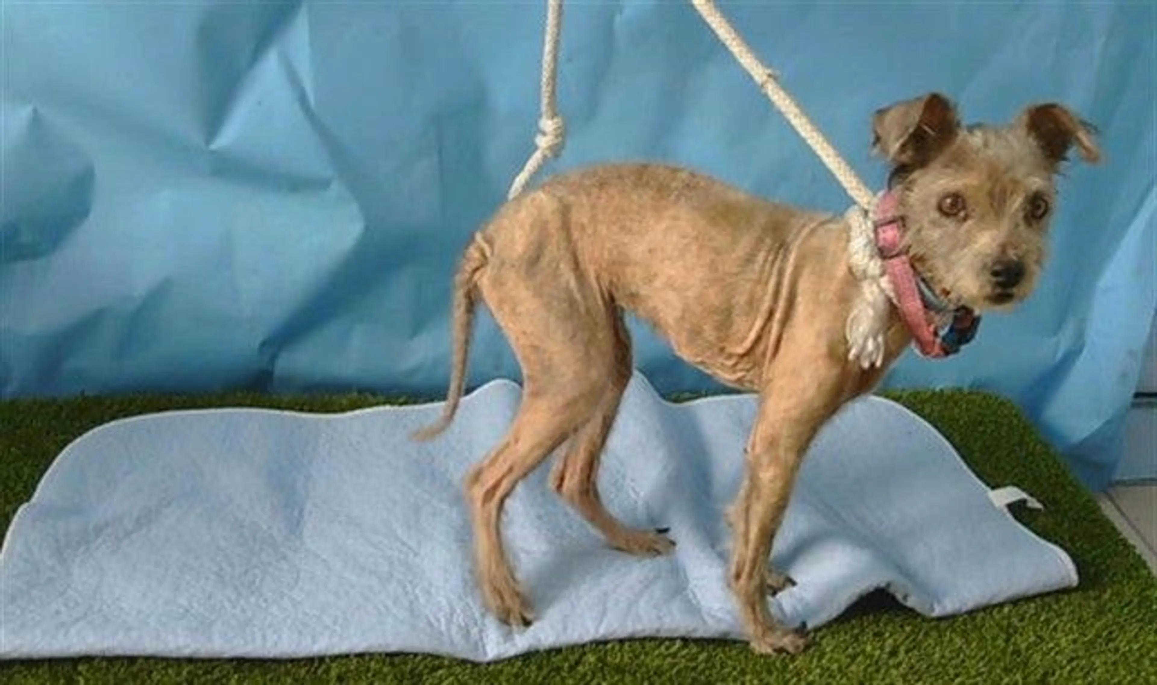 Found pet
