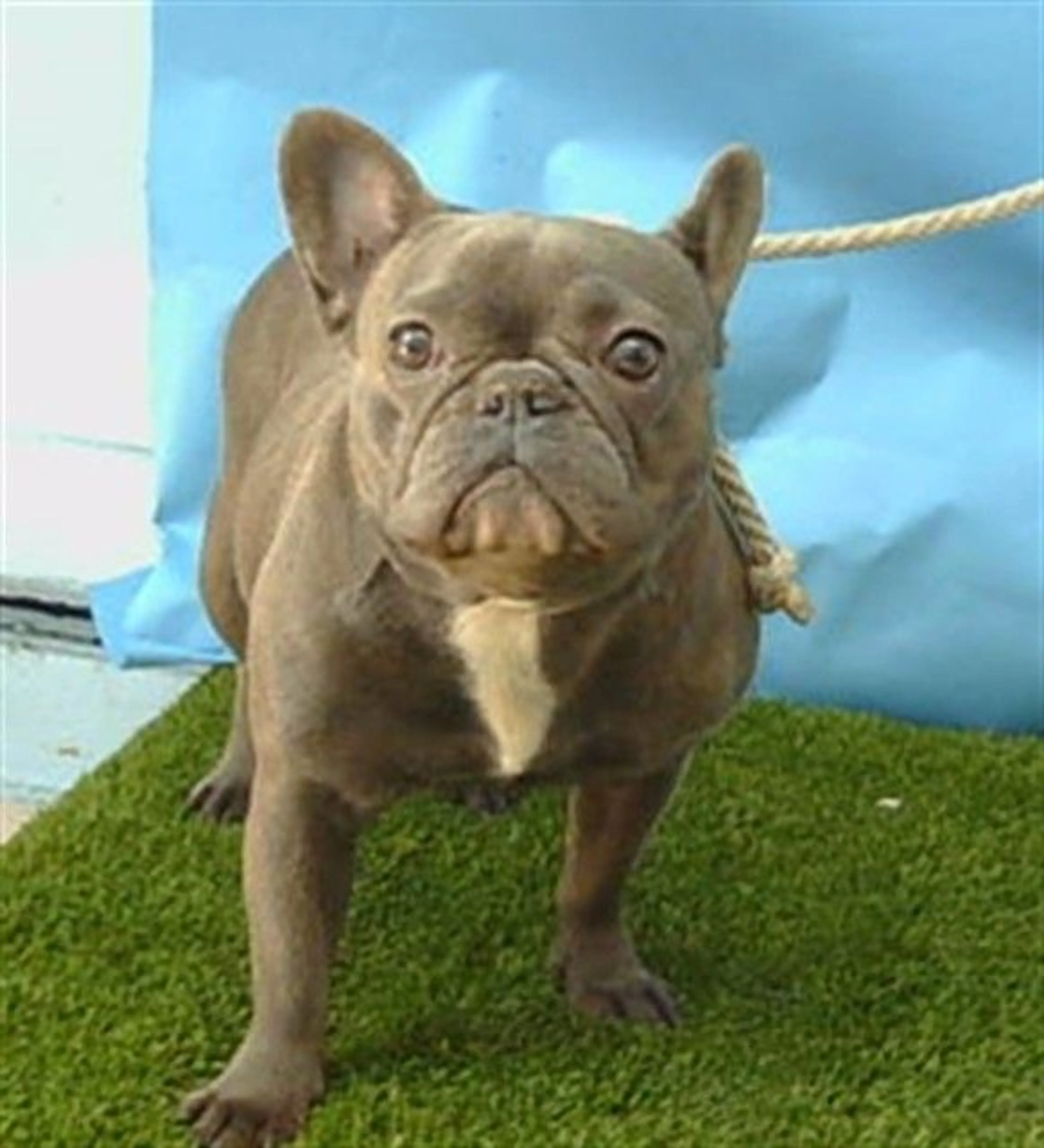 Found pet