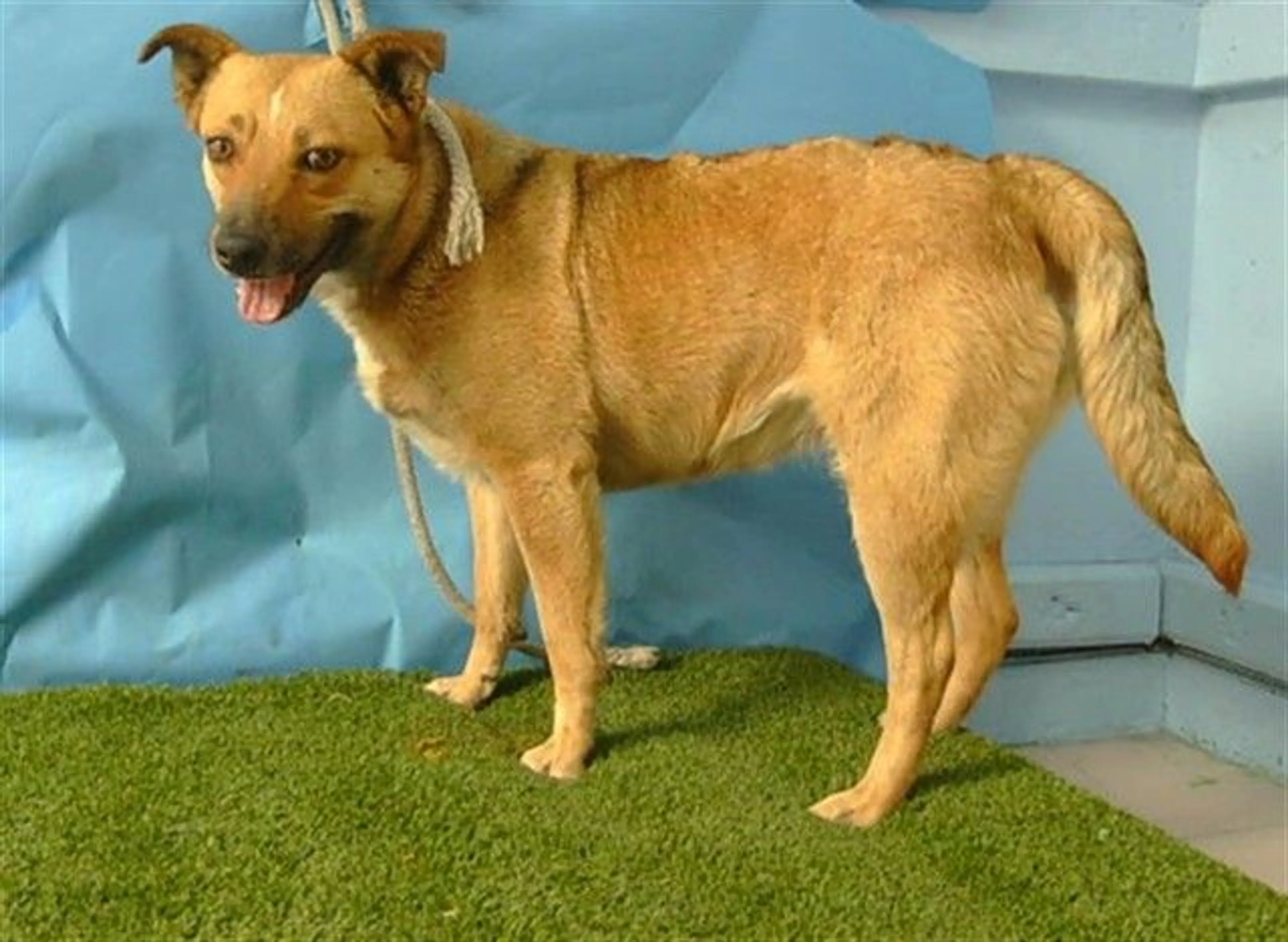 Found pet