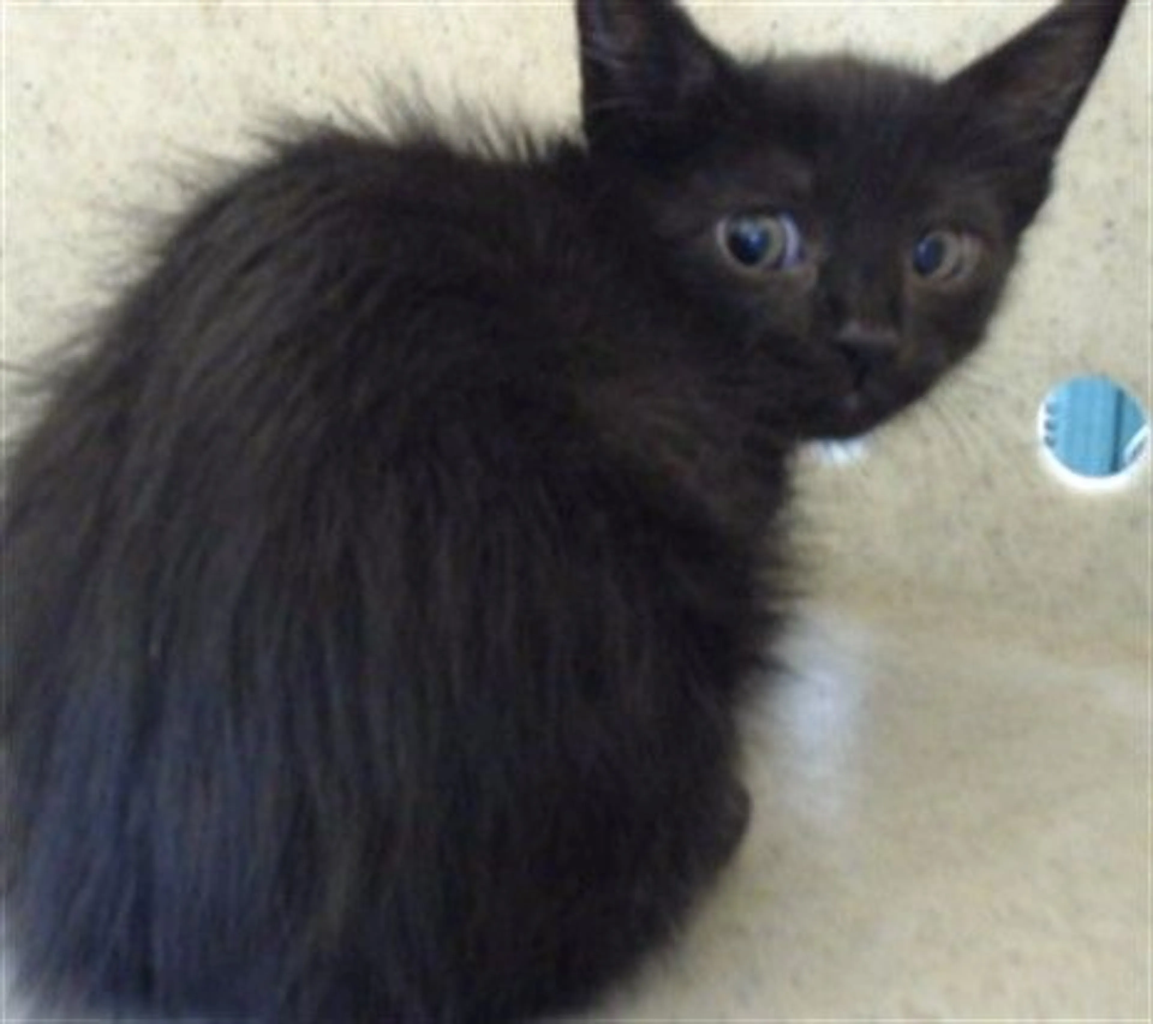 Found pet