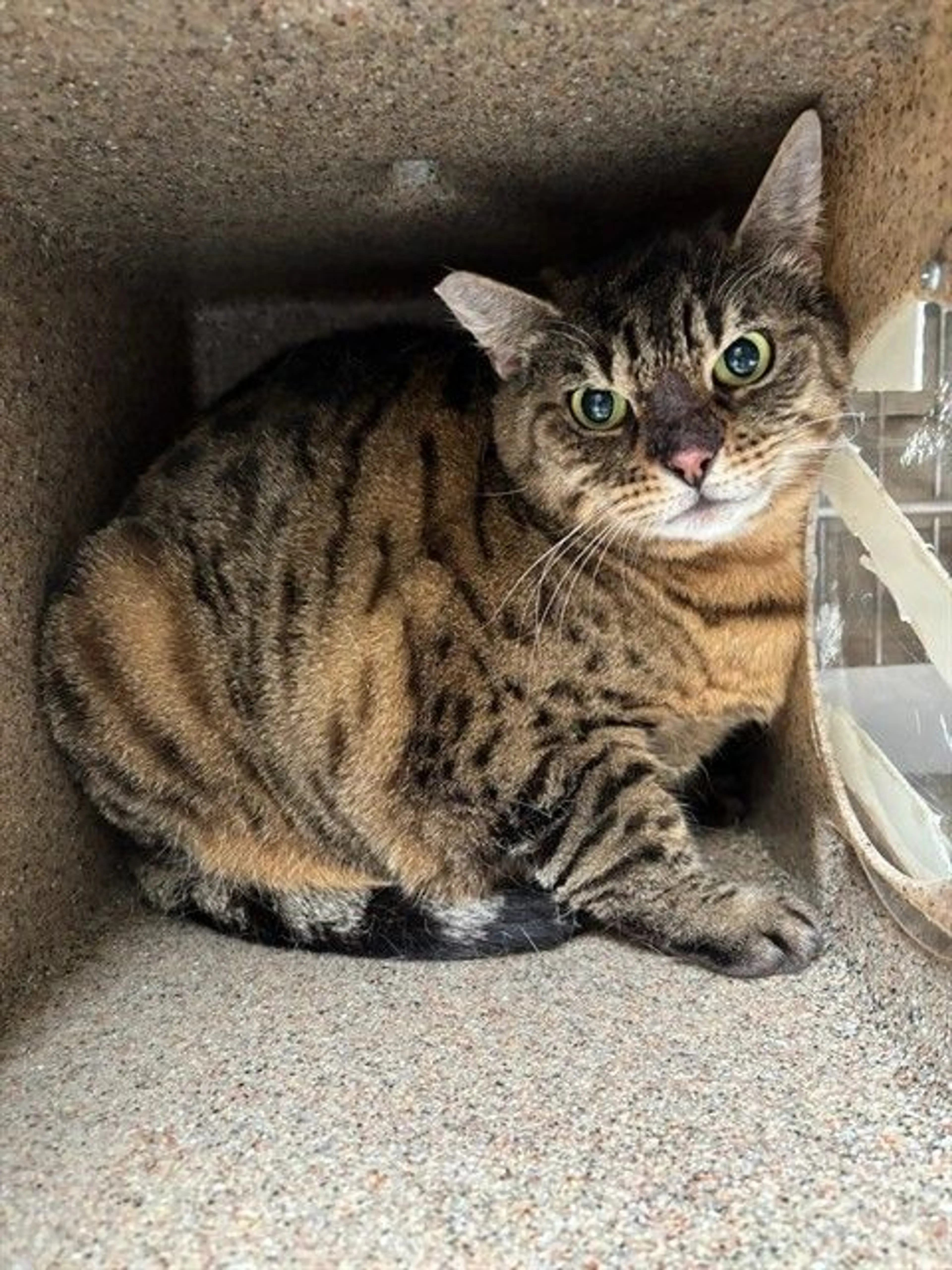 Found pet