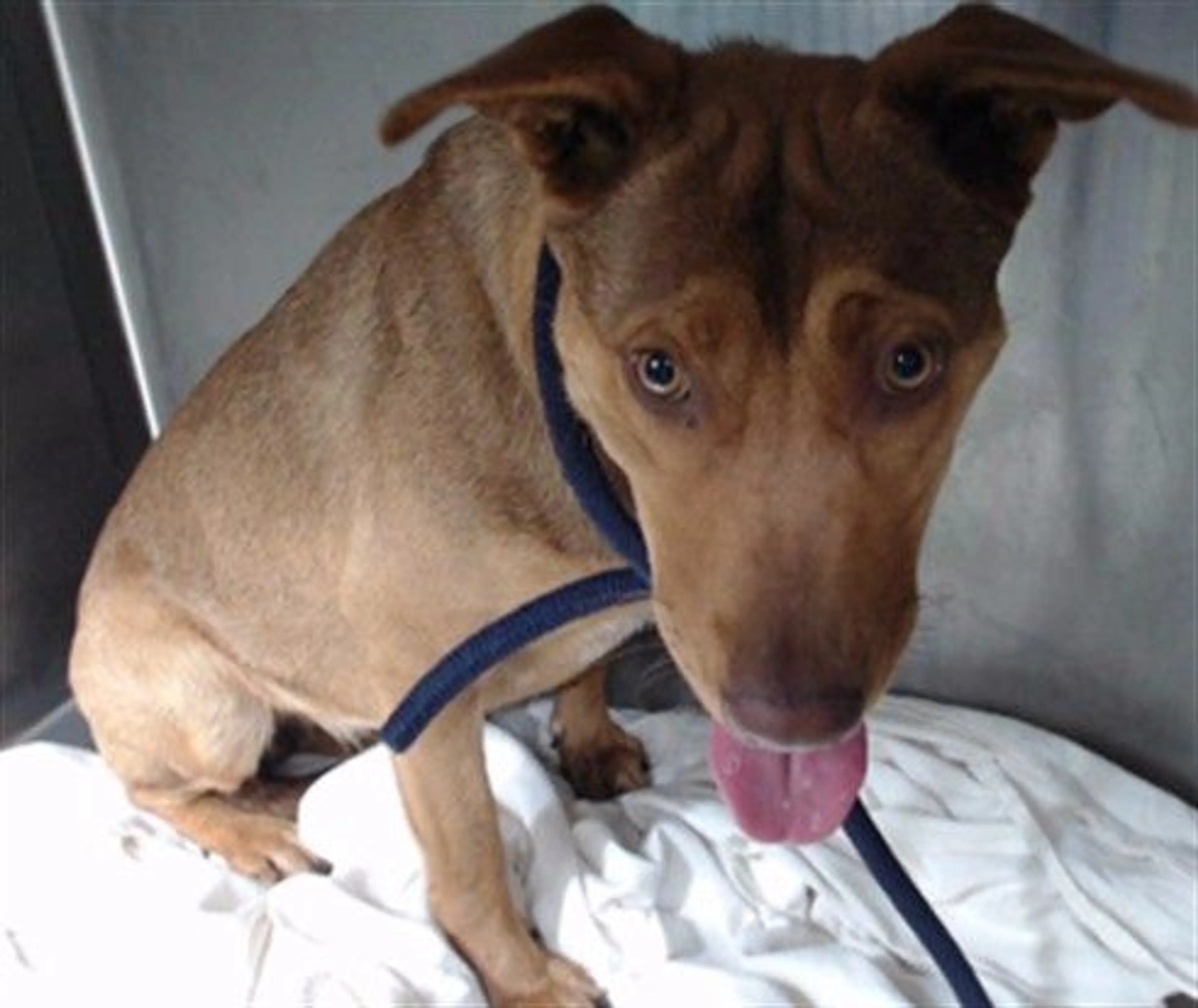 Found pet