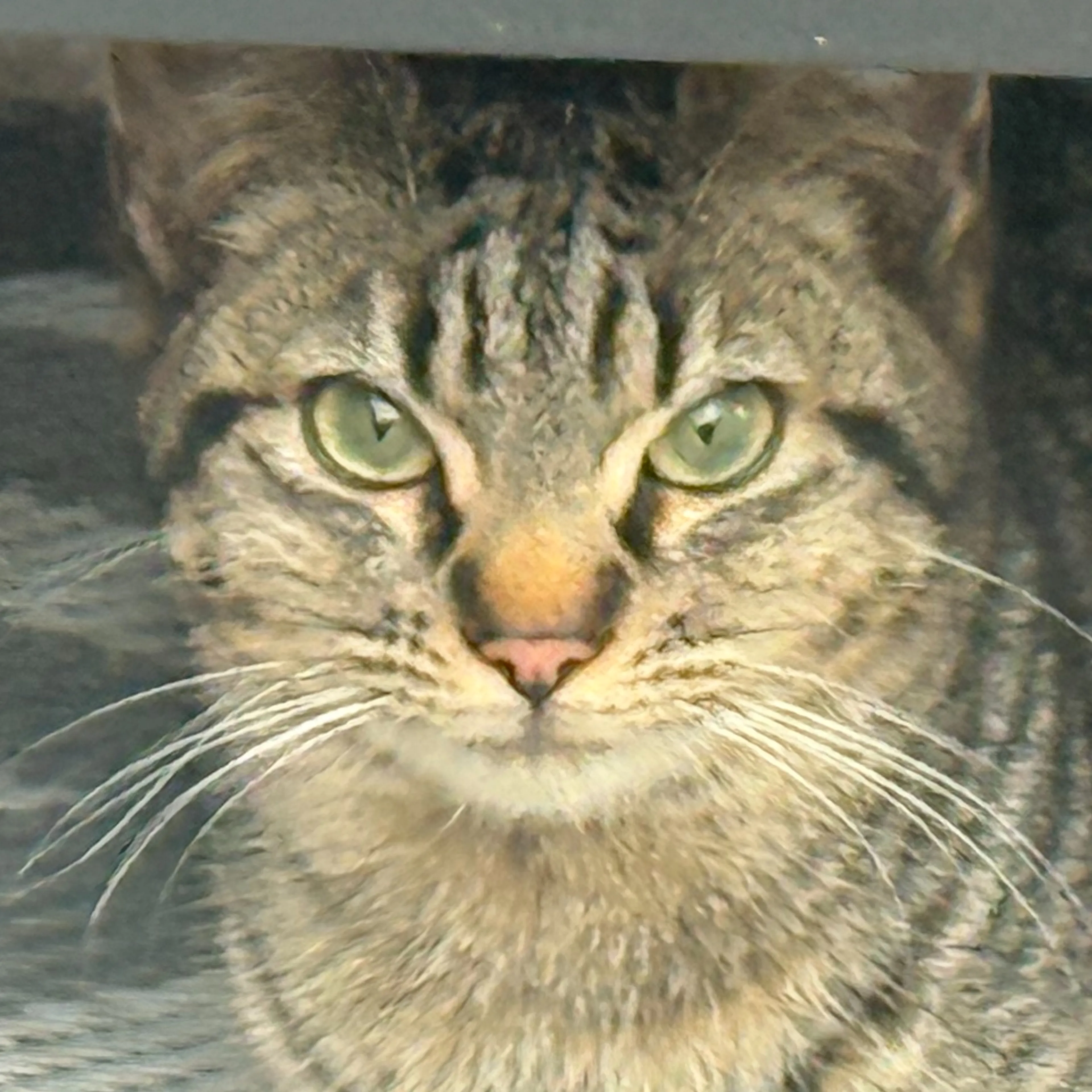 Lost pet-2