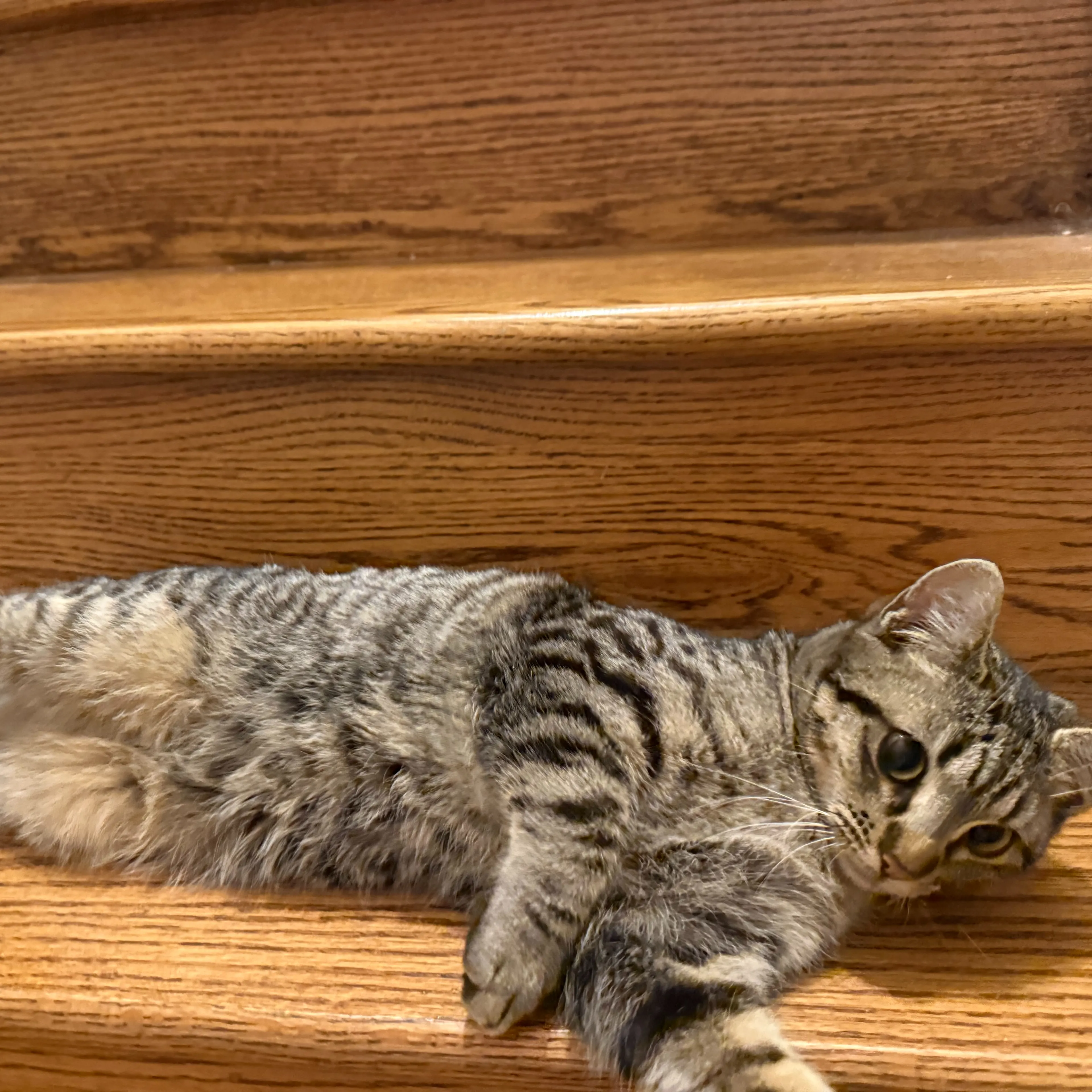 Lost pet-1