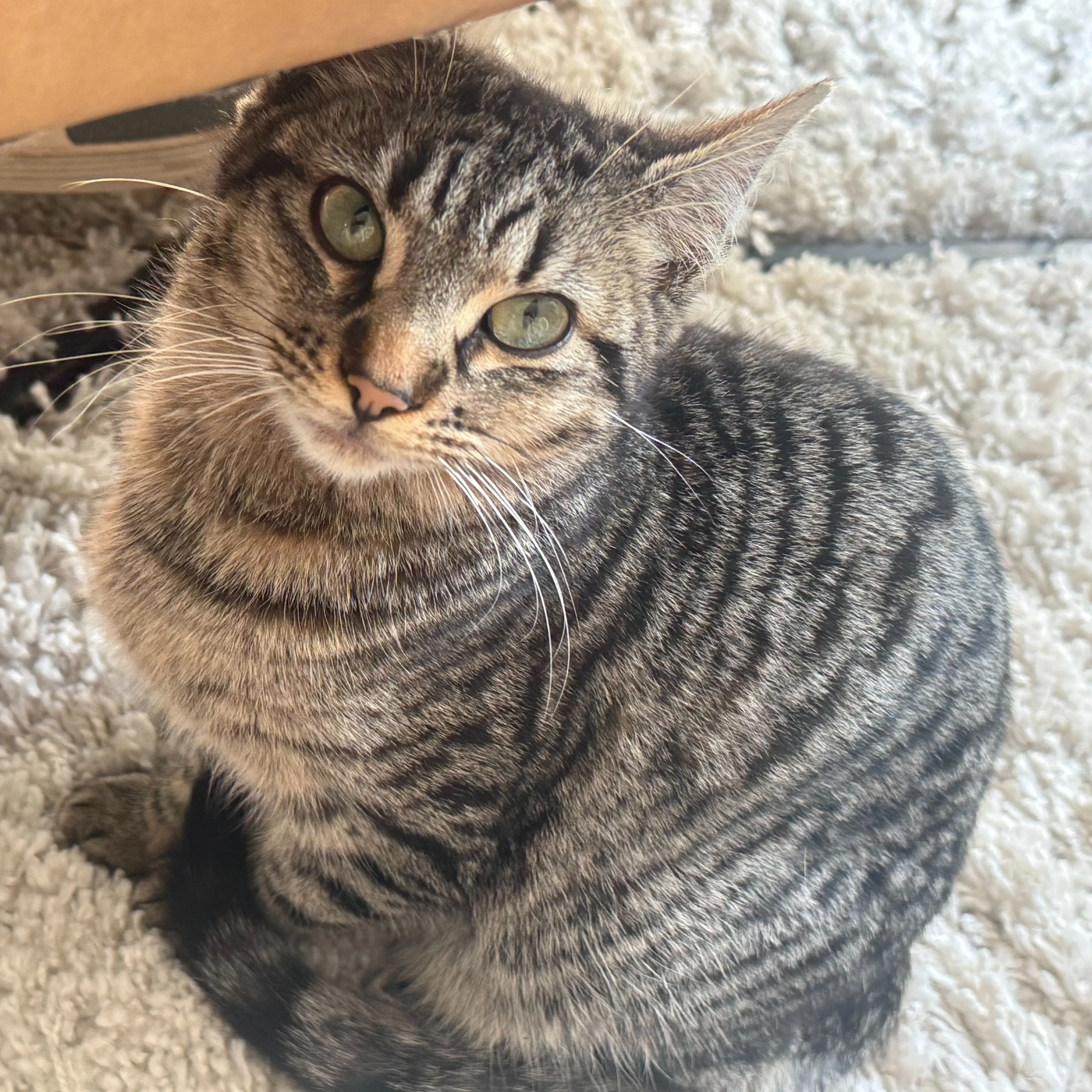 Lost pet-3