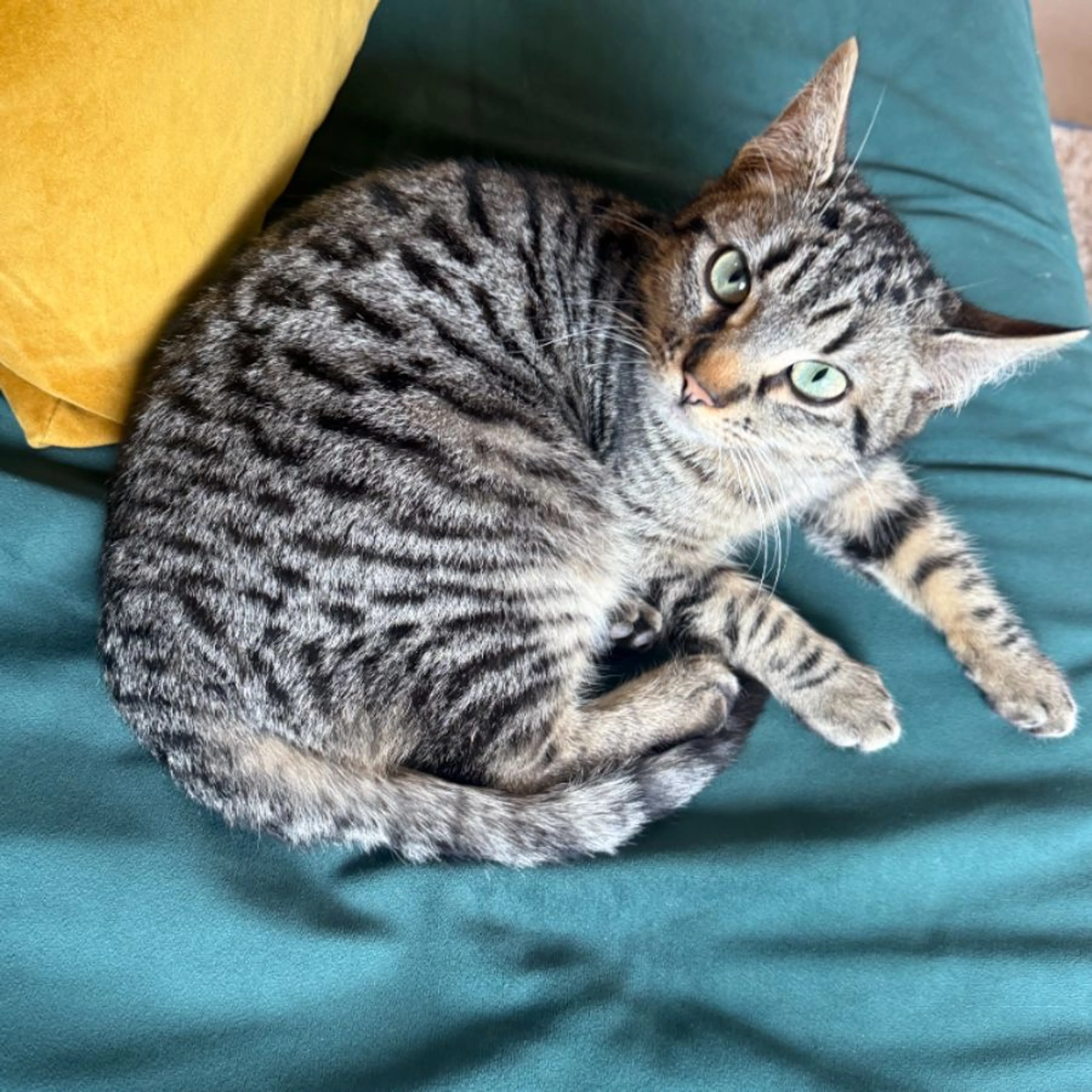 Lost pet-0