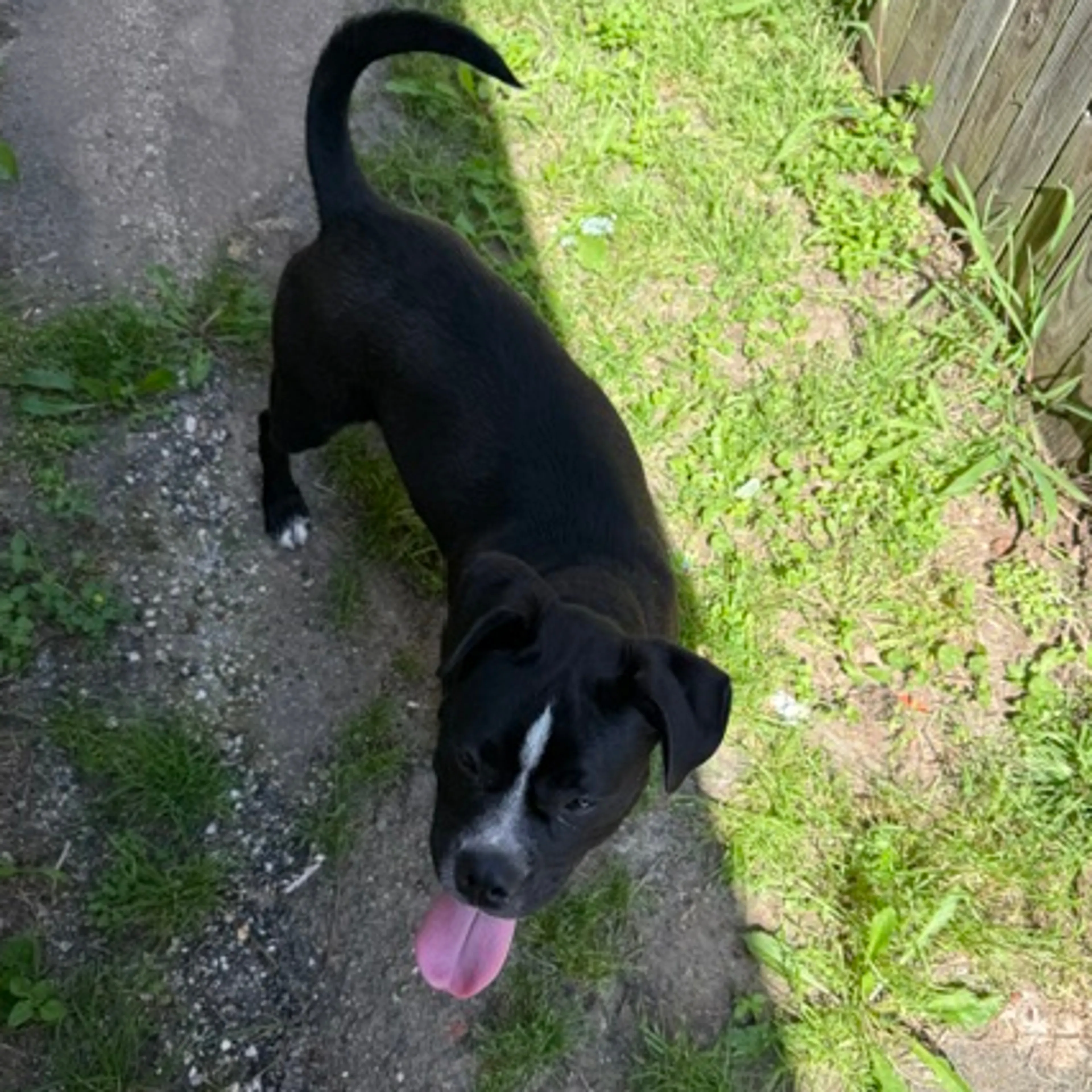 Found pet-1