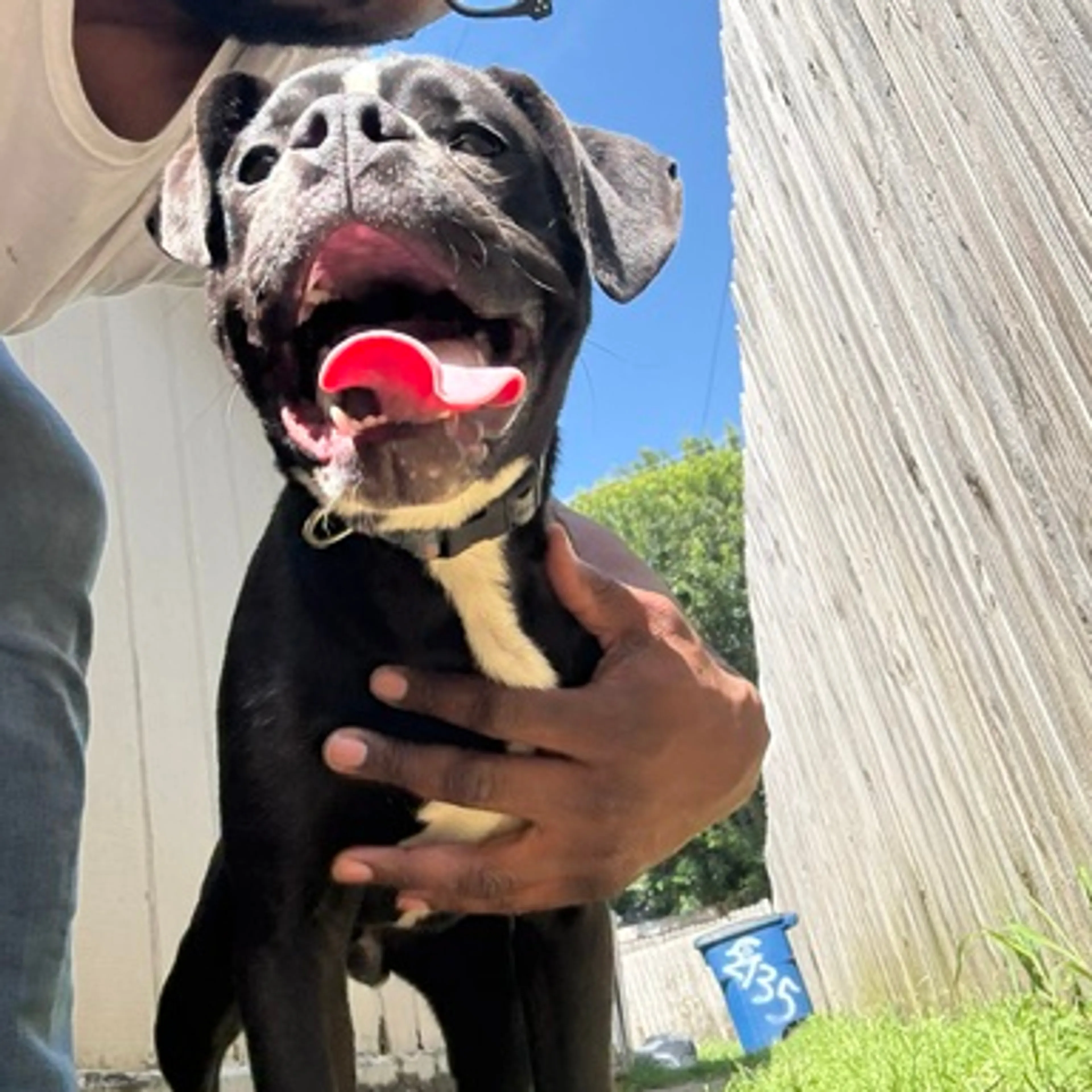Found pet-2