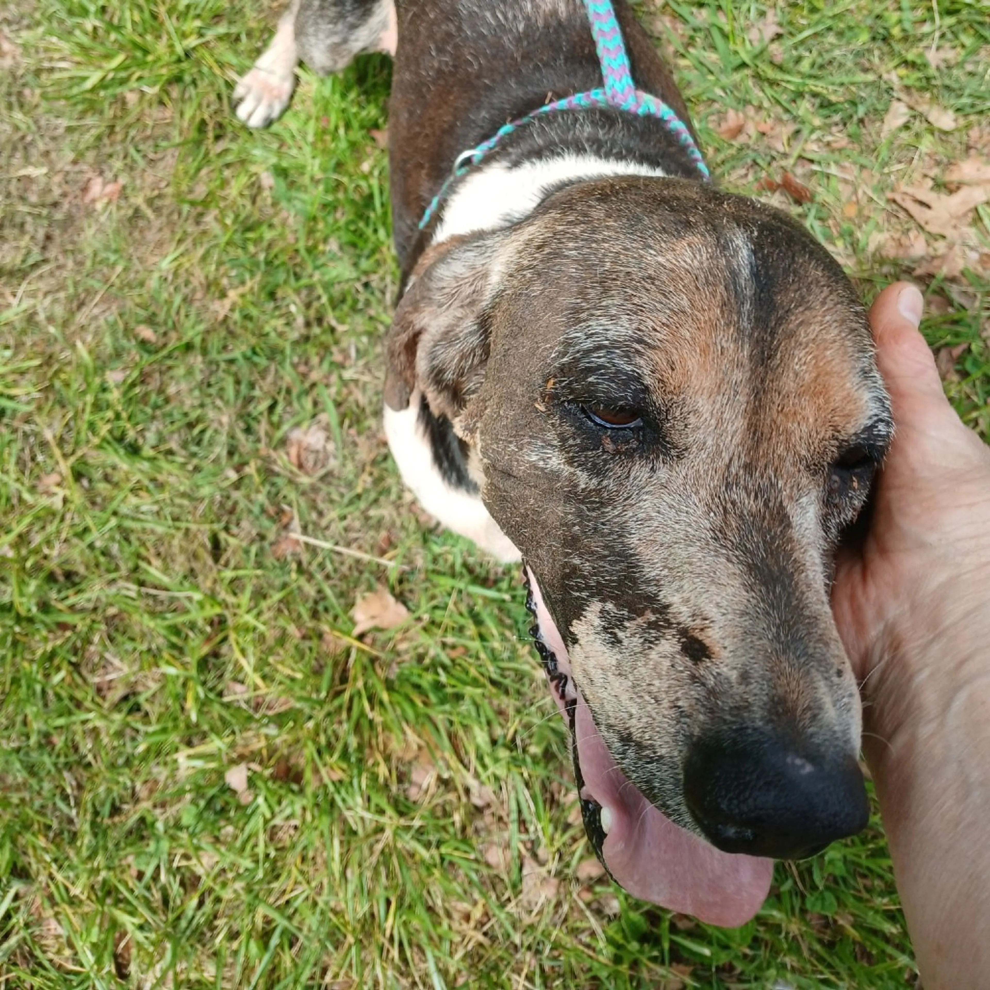 Found pet-2