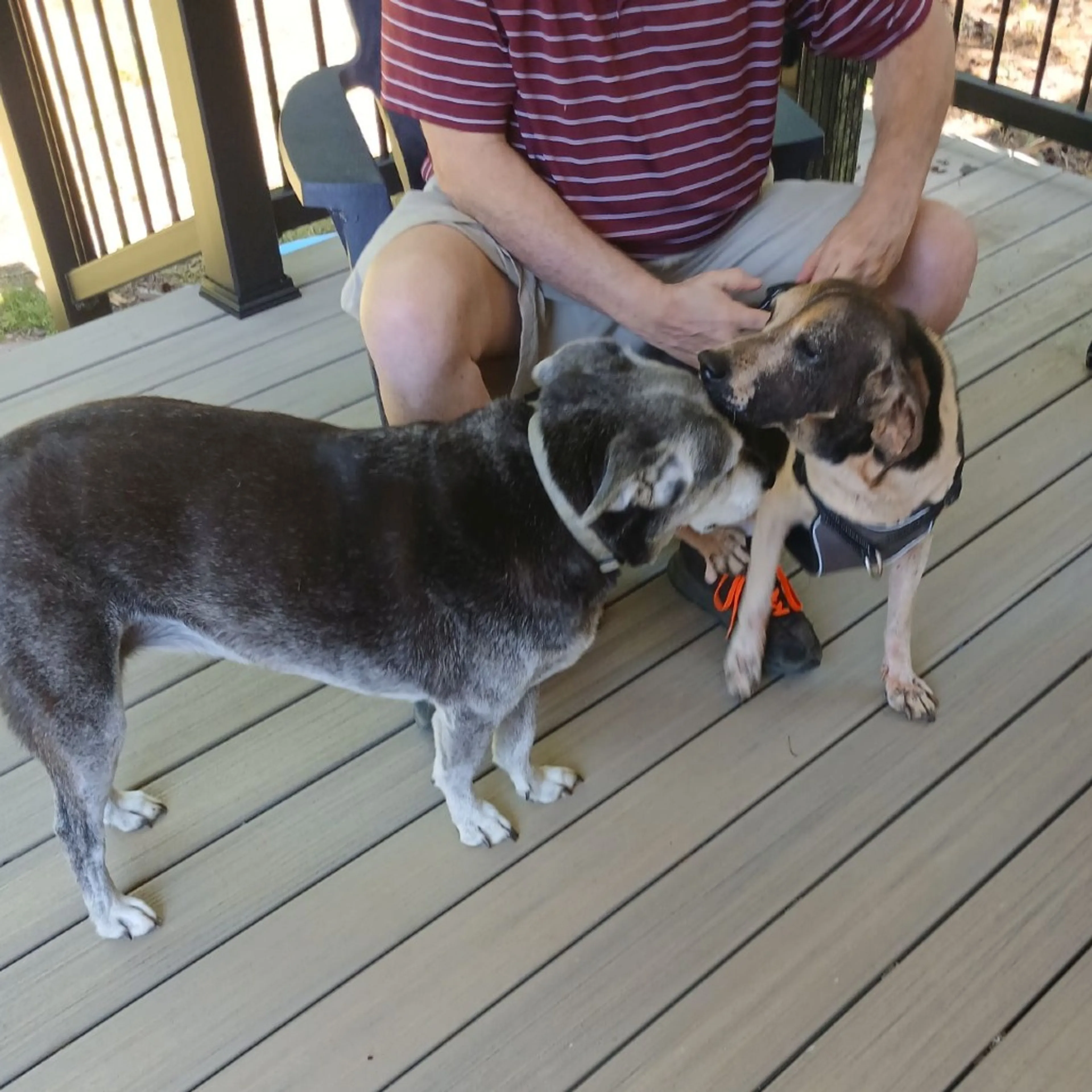 Found pet-1