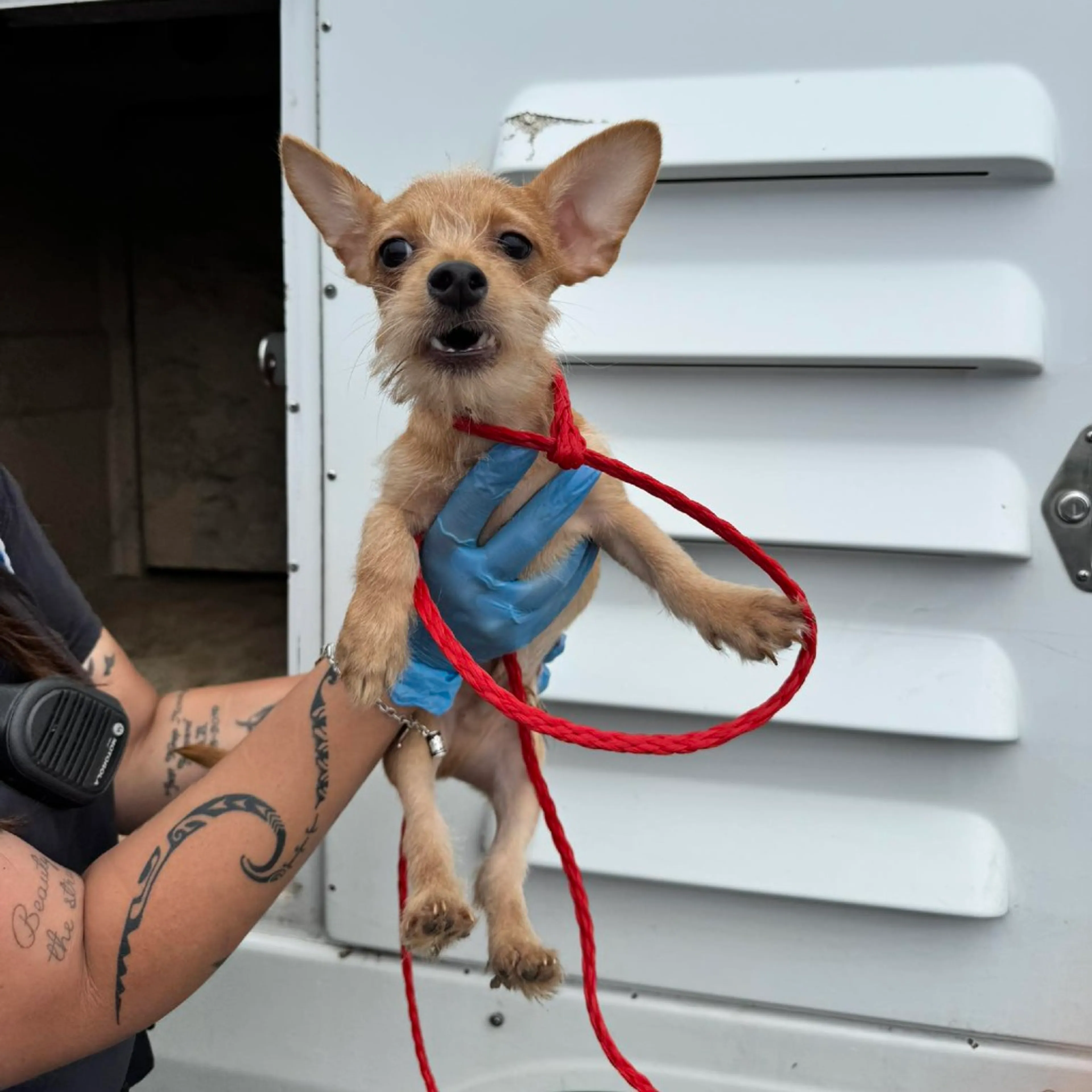 Found pet-1