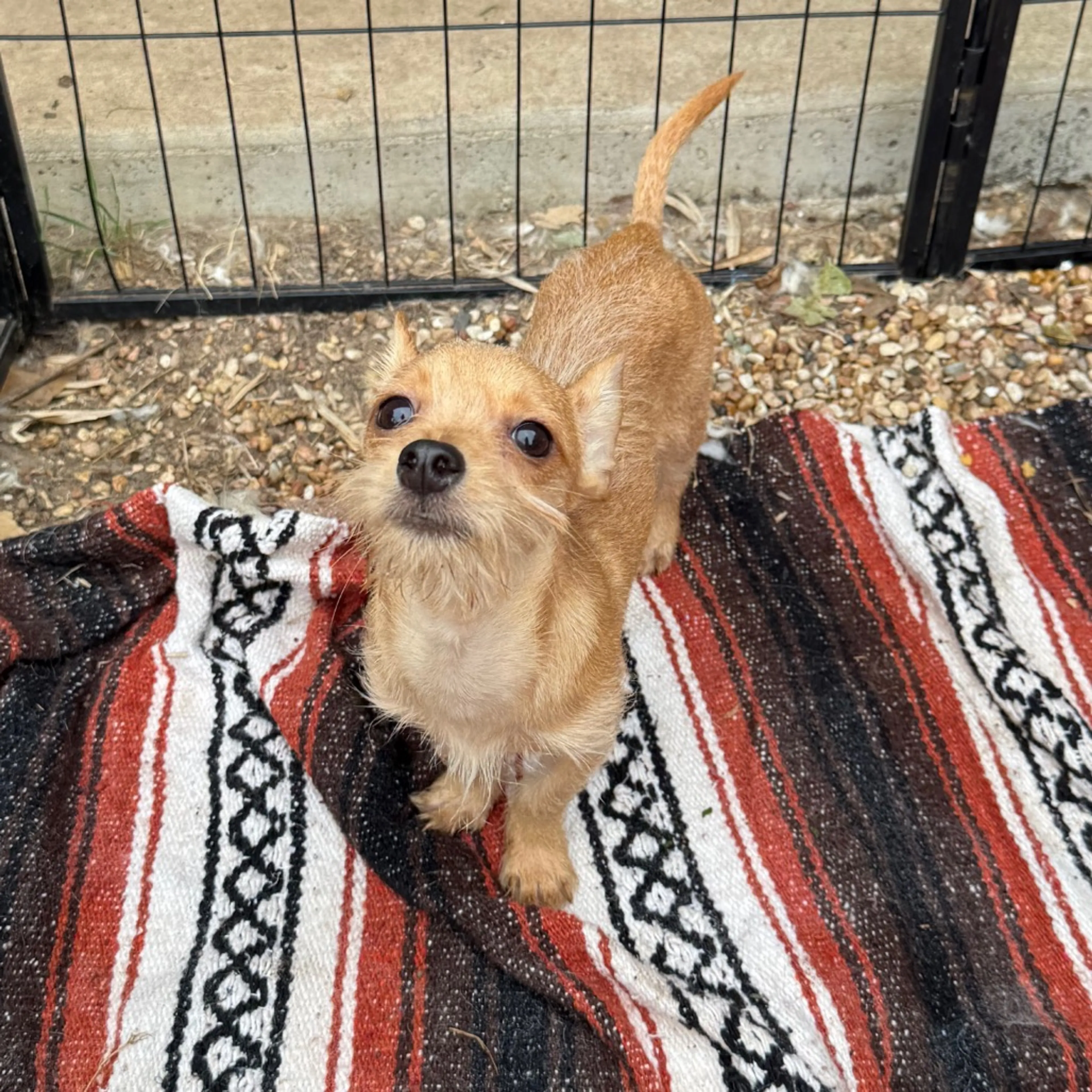 Found pet-2