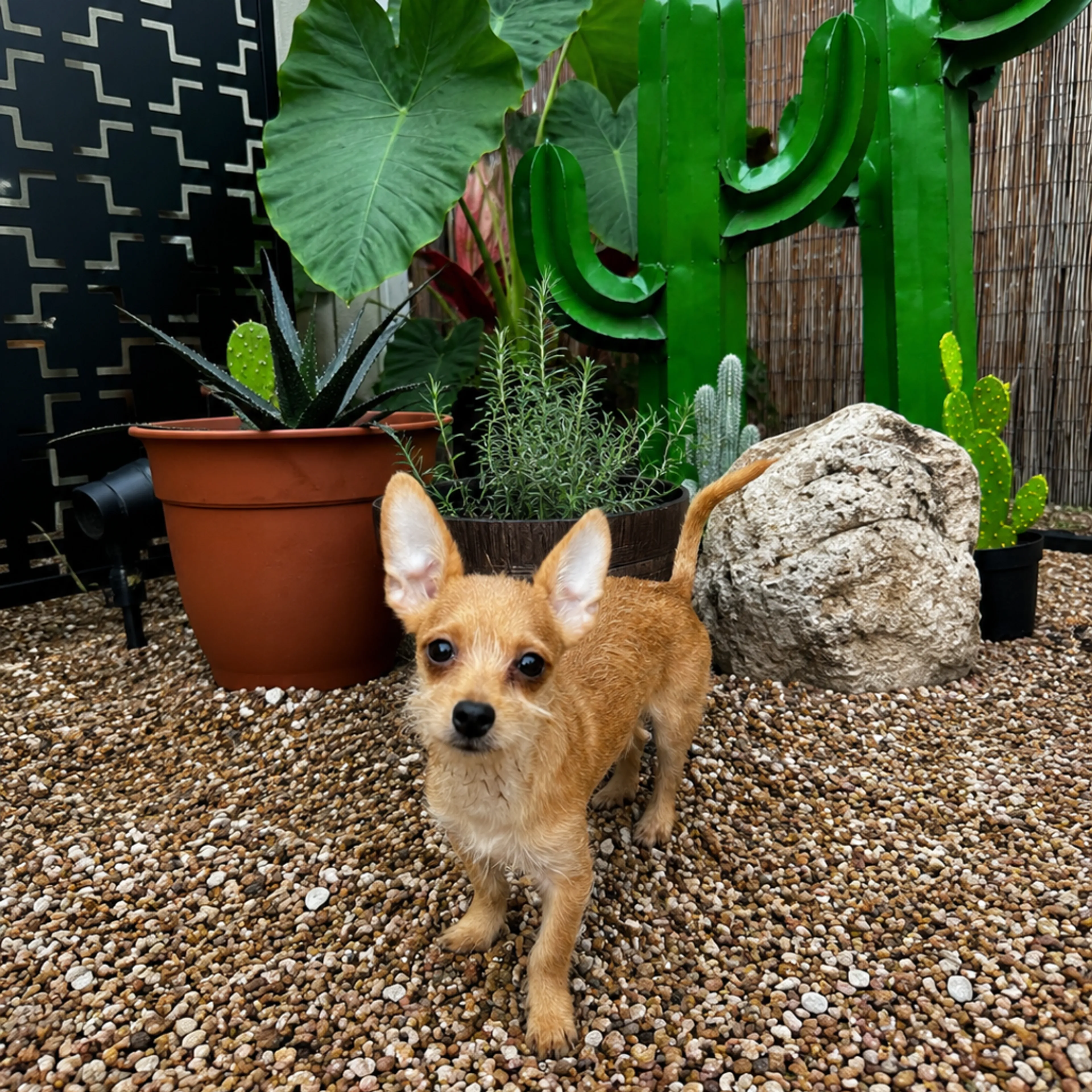 Found pet-0