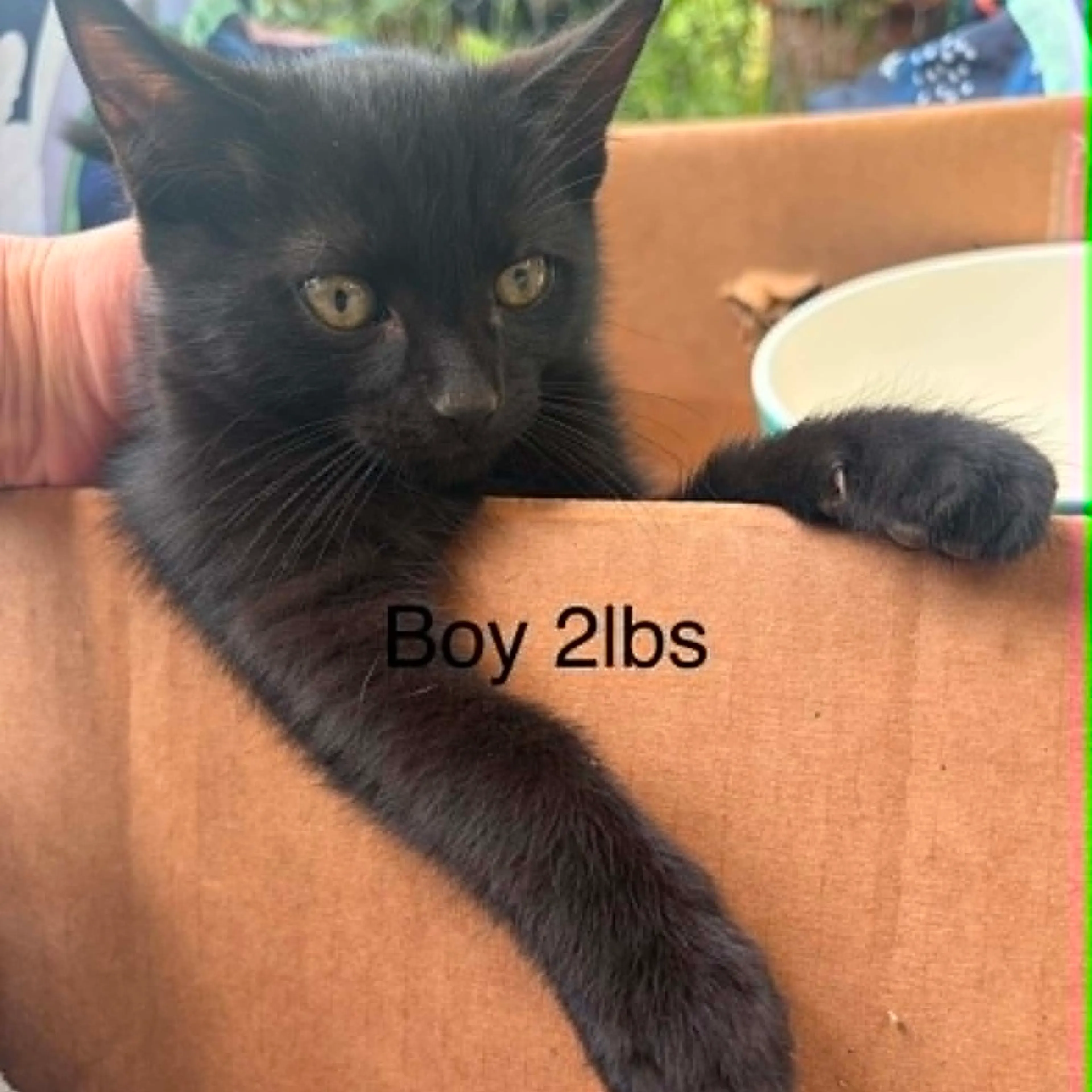 Found pet