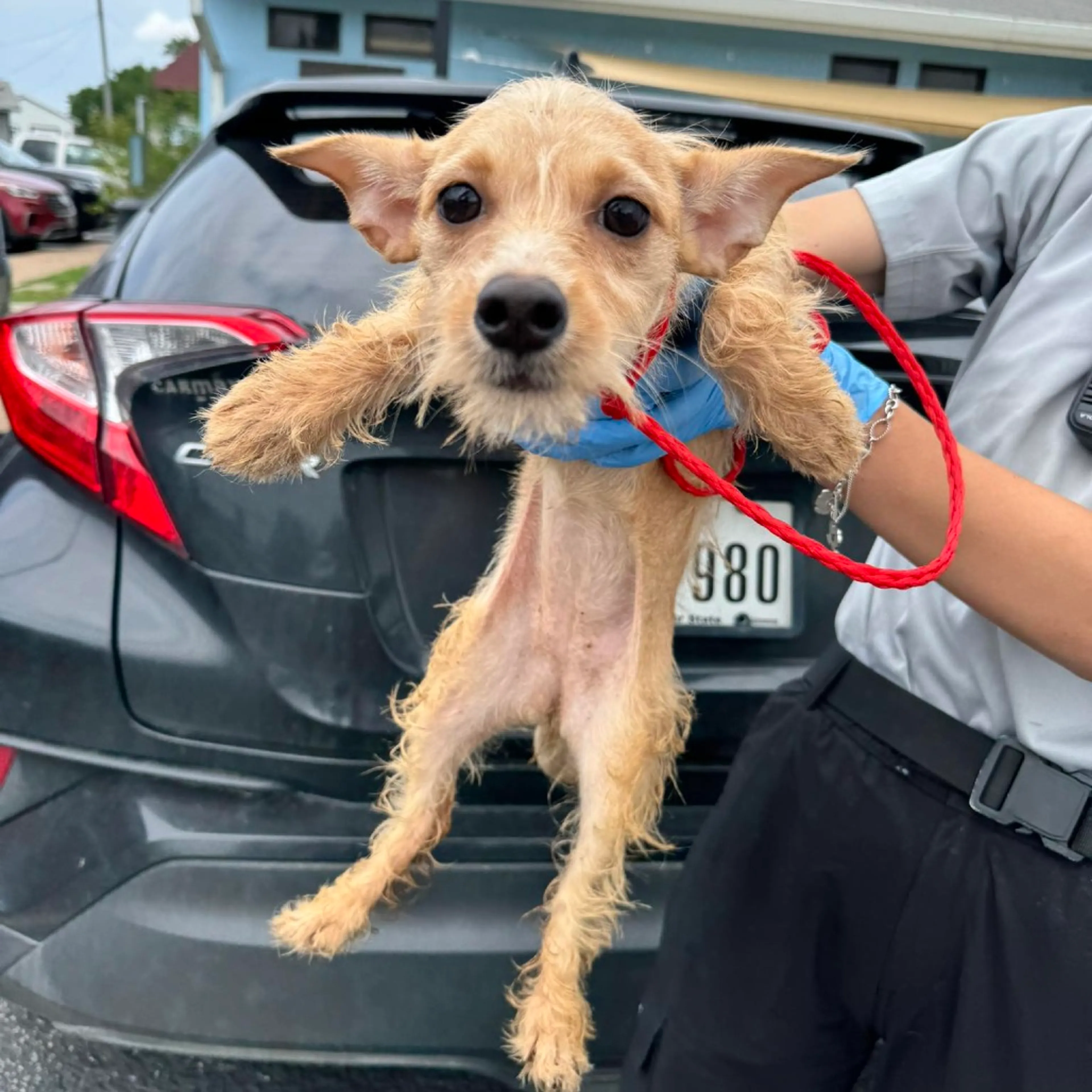 Found pet