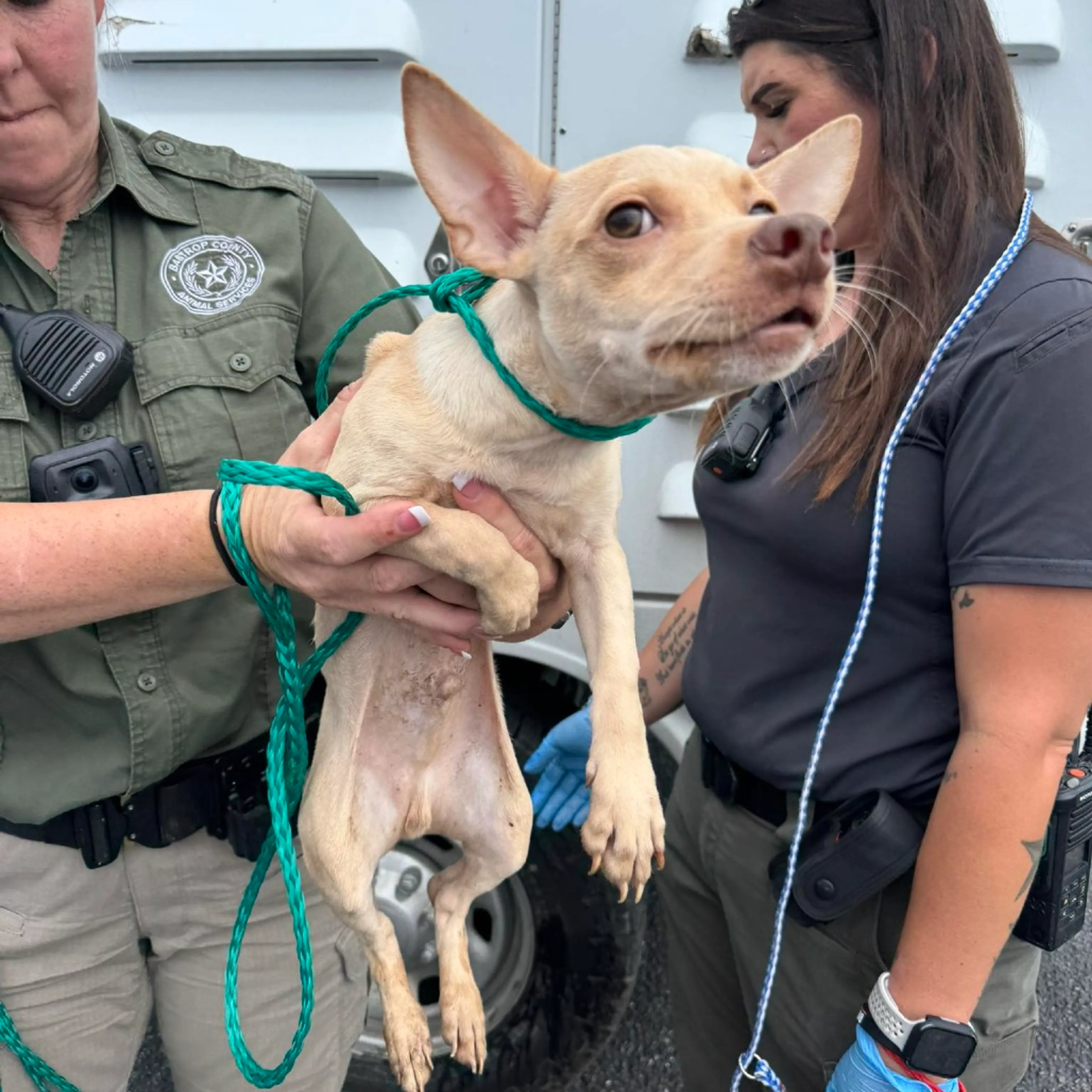 Found pet