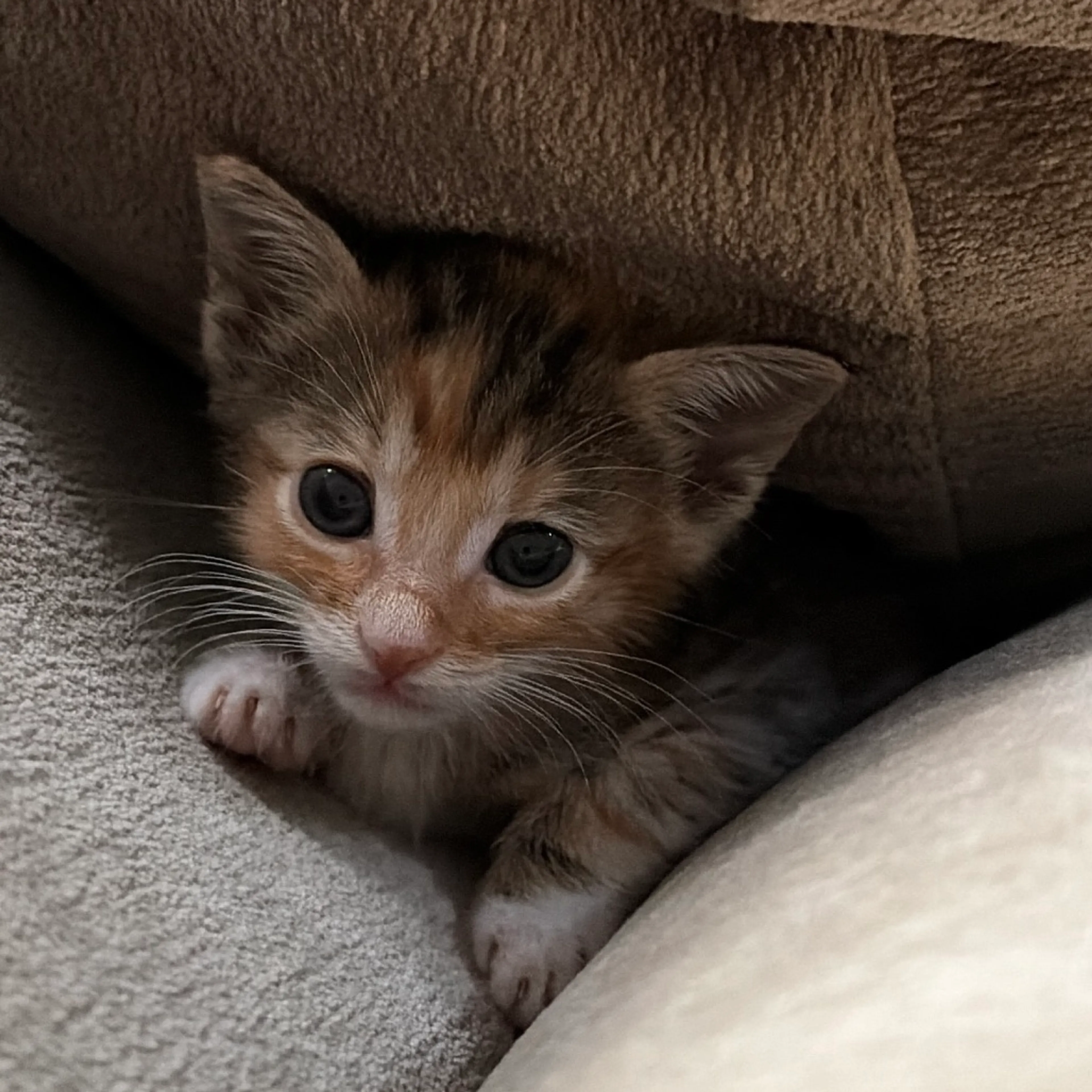Found pet-0