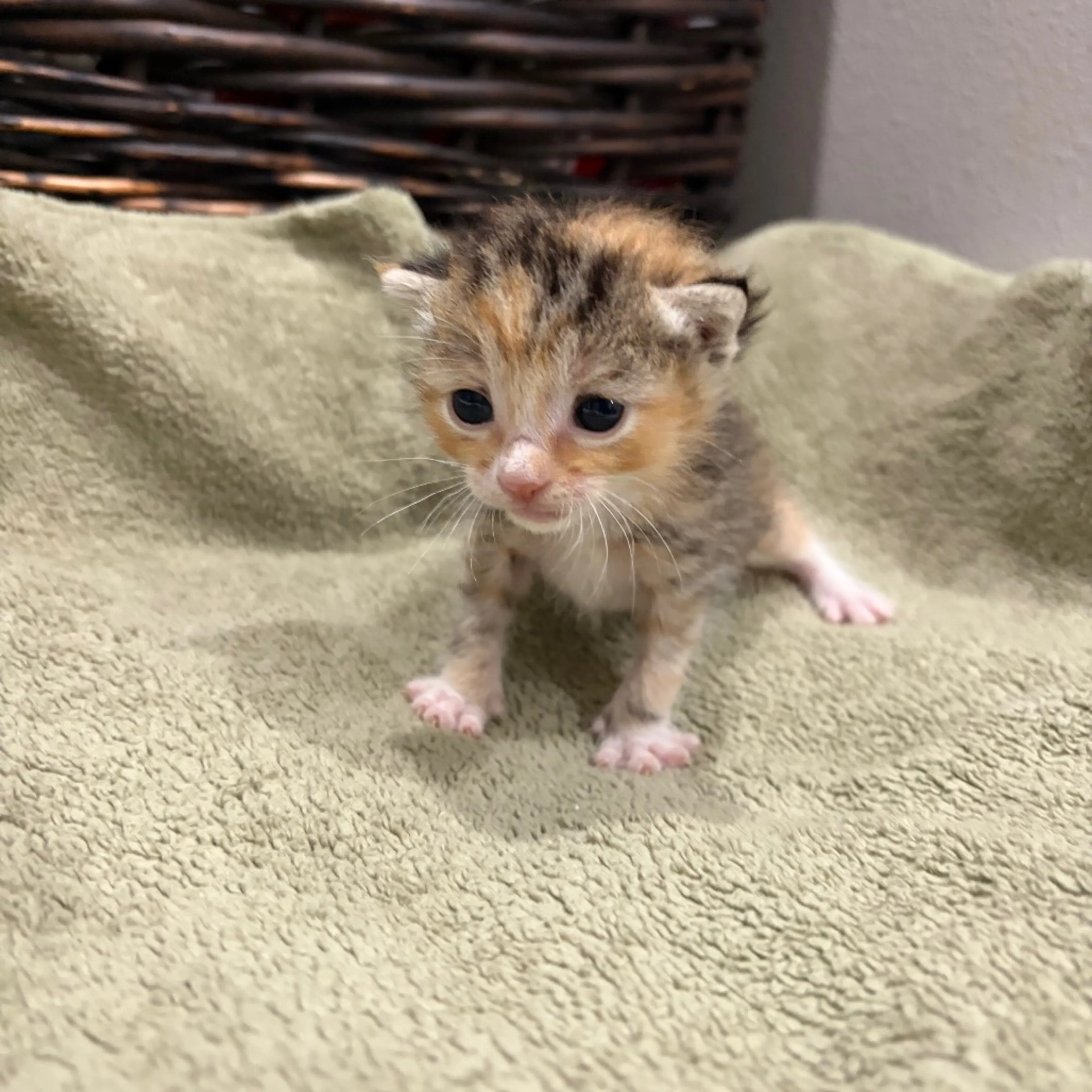 Found pet-3