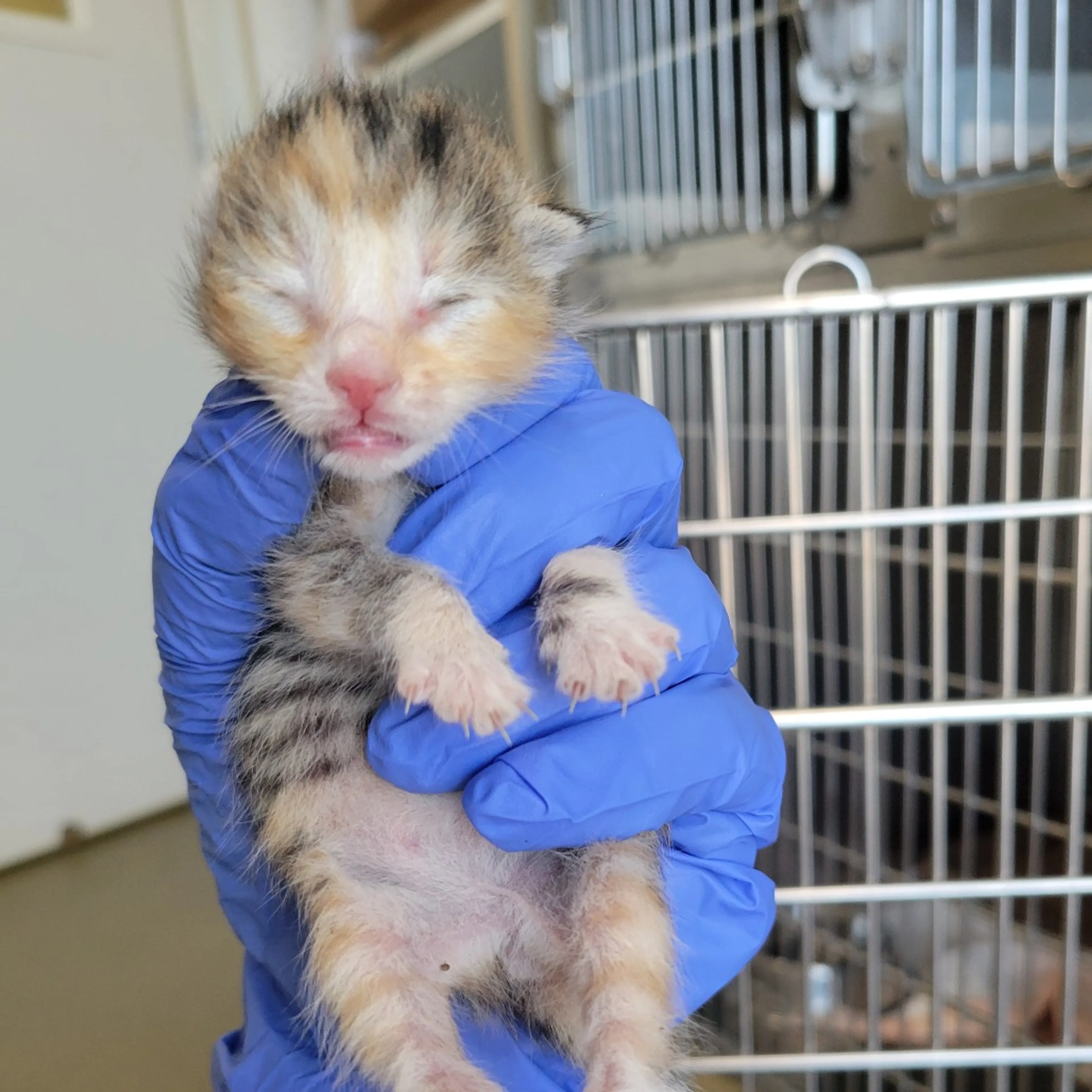 Found pet-2