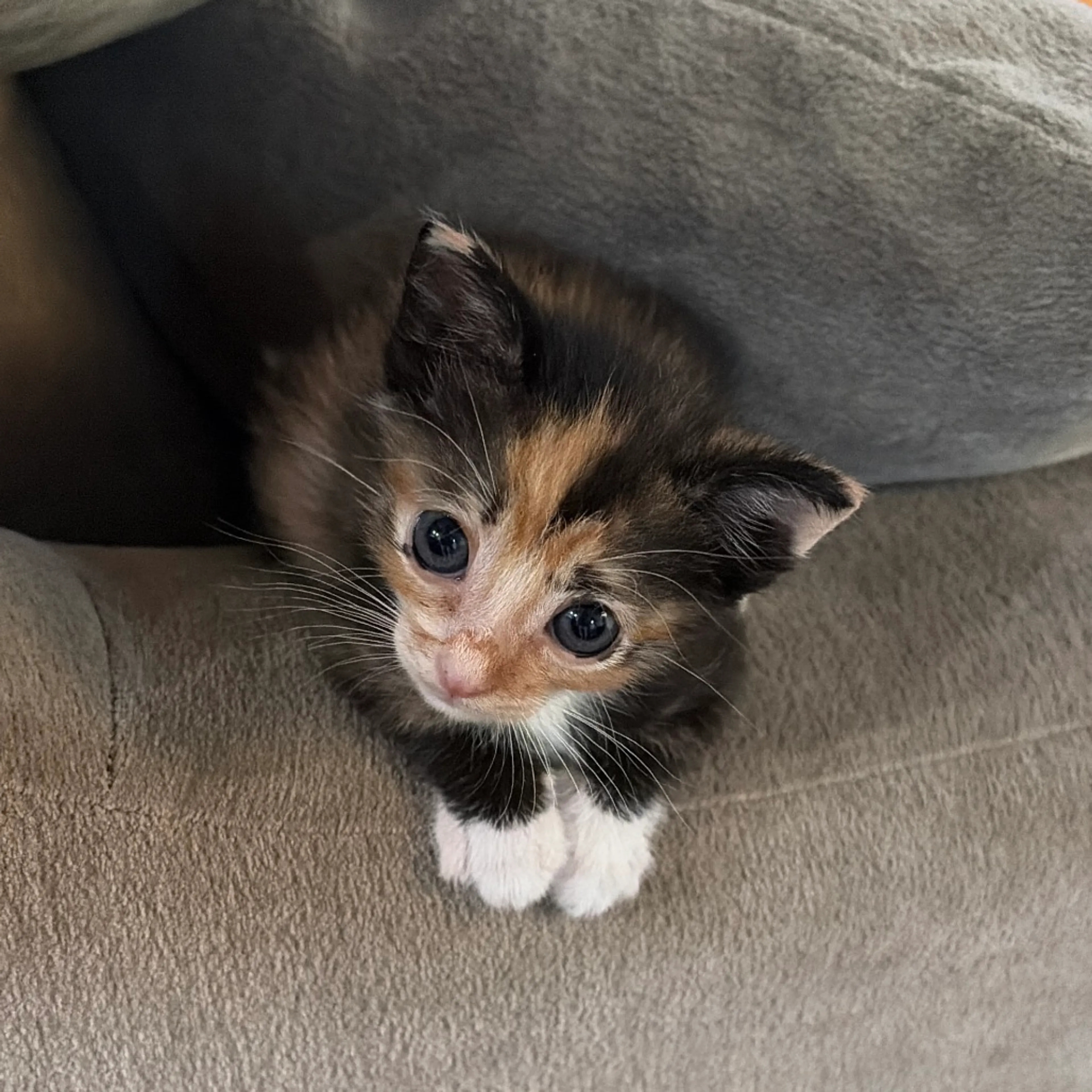 Found pet-0