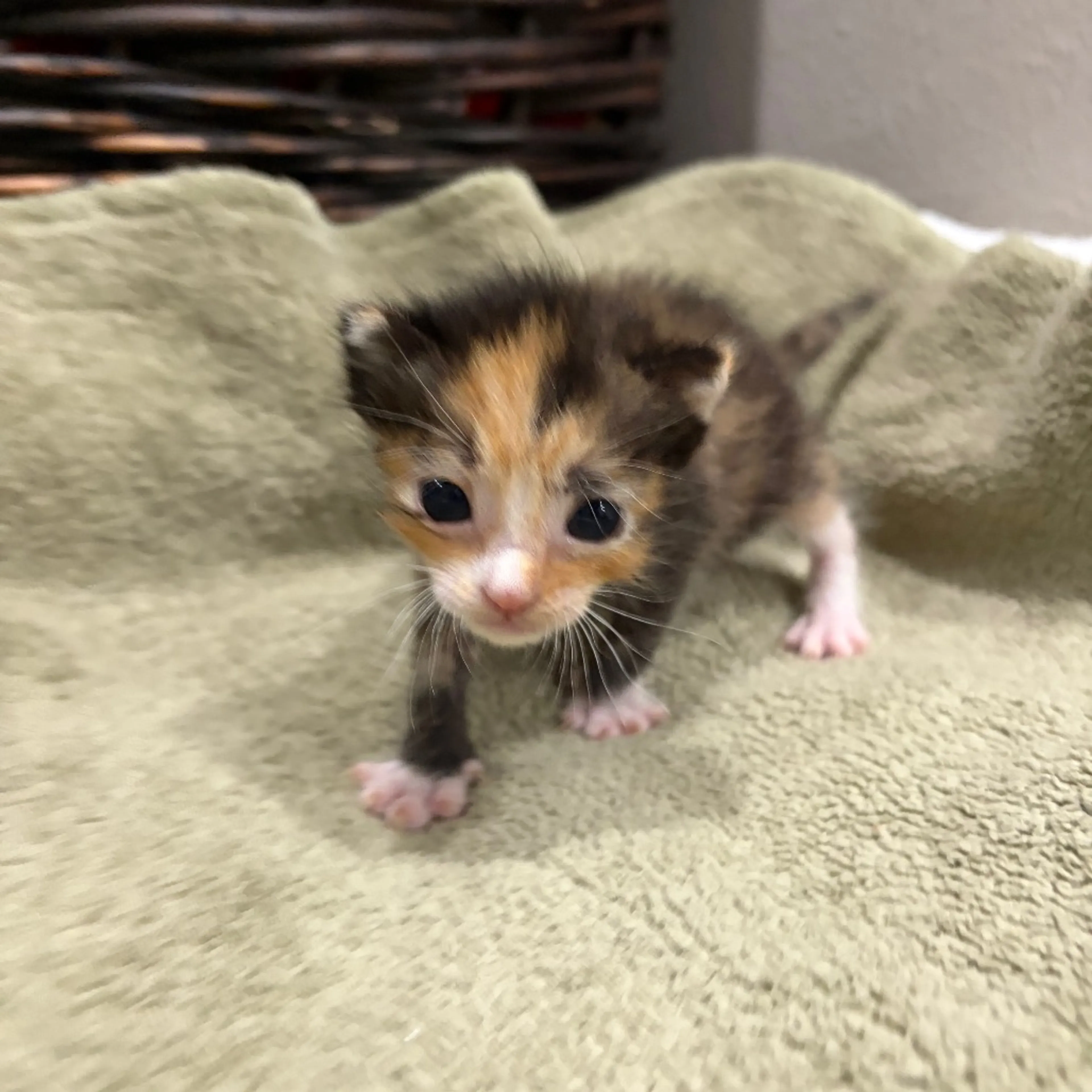 Found pet-3