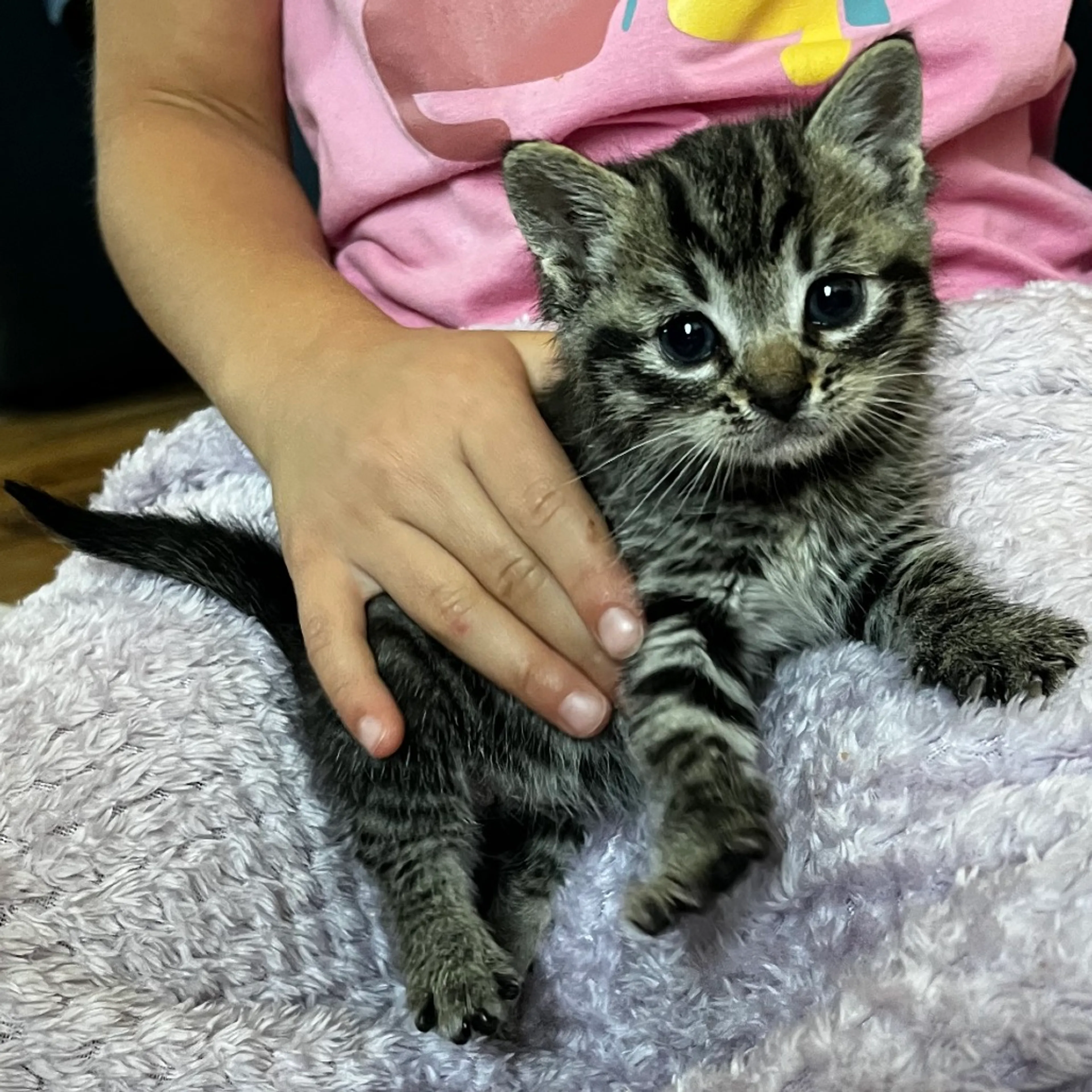 Found pet